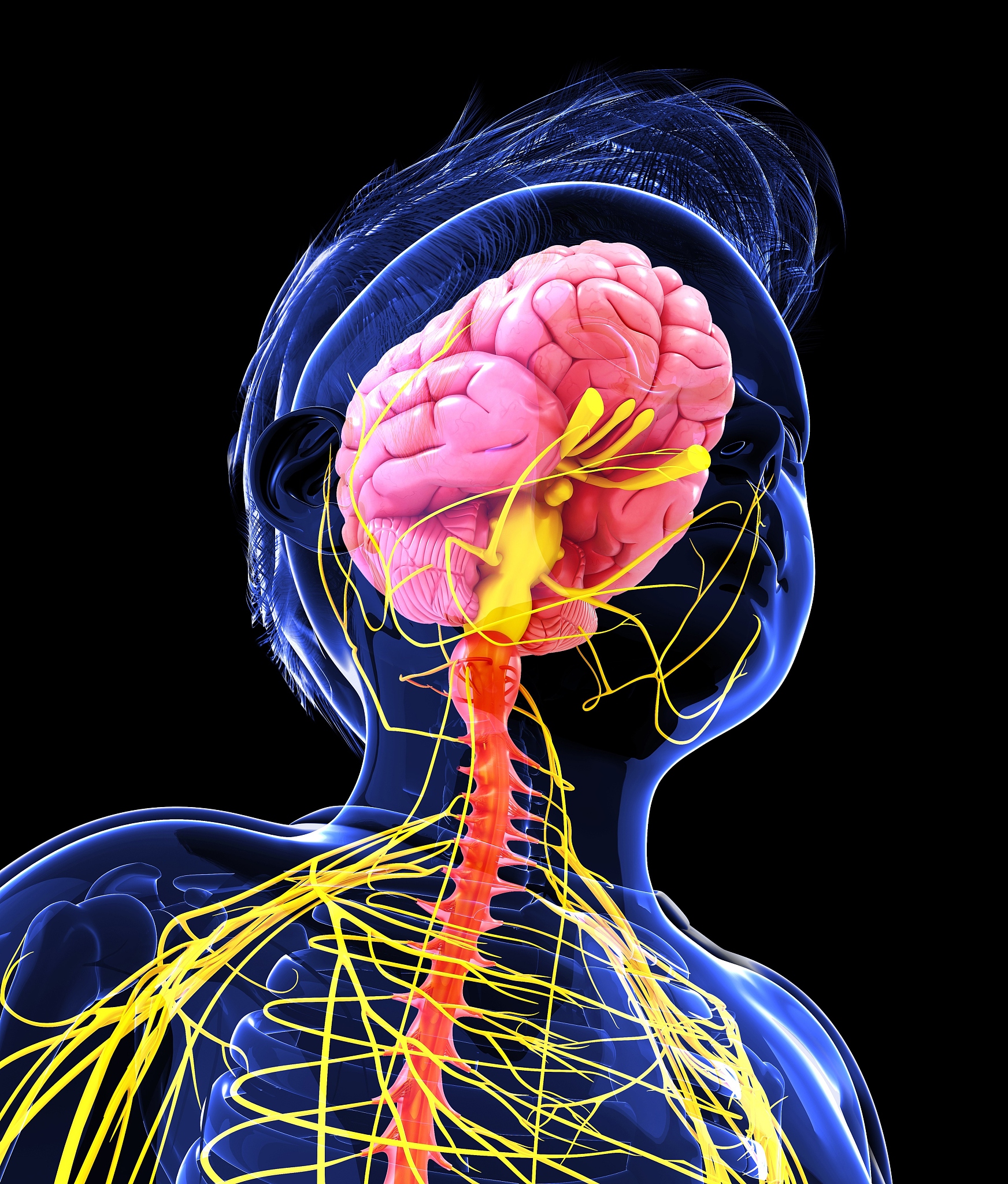 人类自己控制身体靠什么信号？