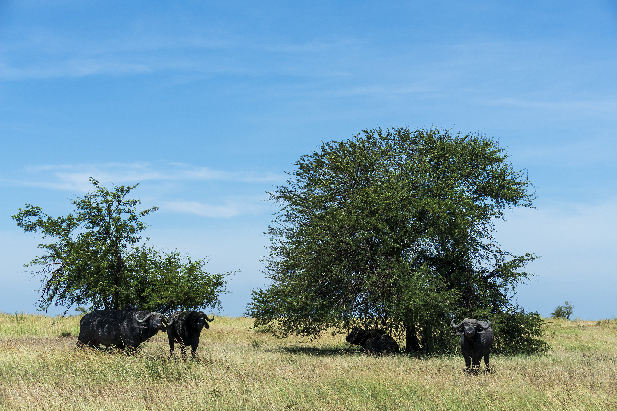cape buffalo herd in the serengeti plains