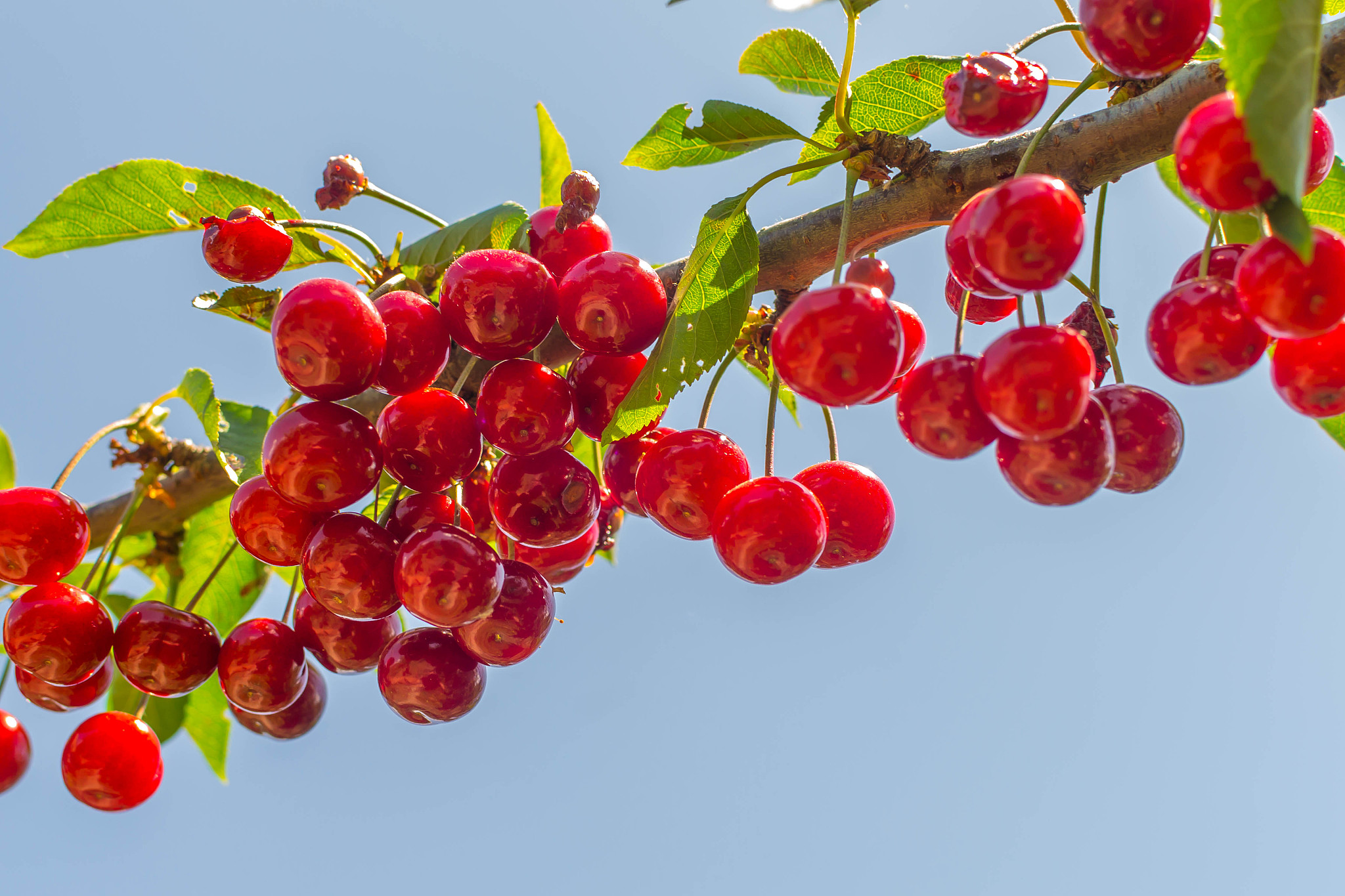 cherry