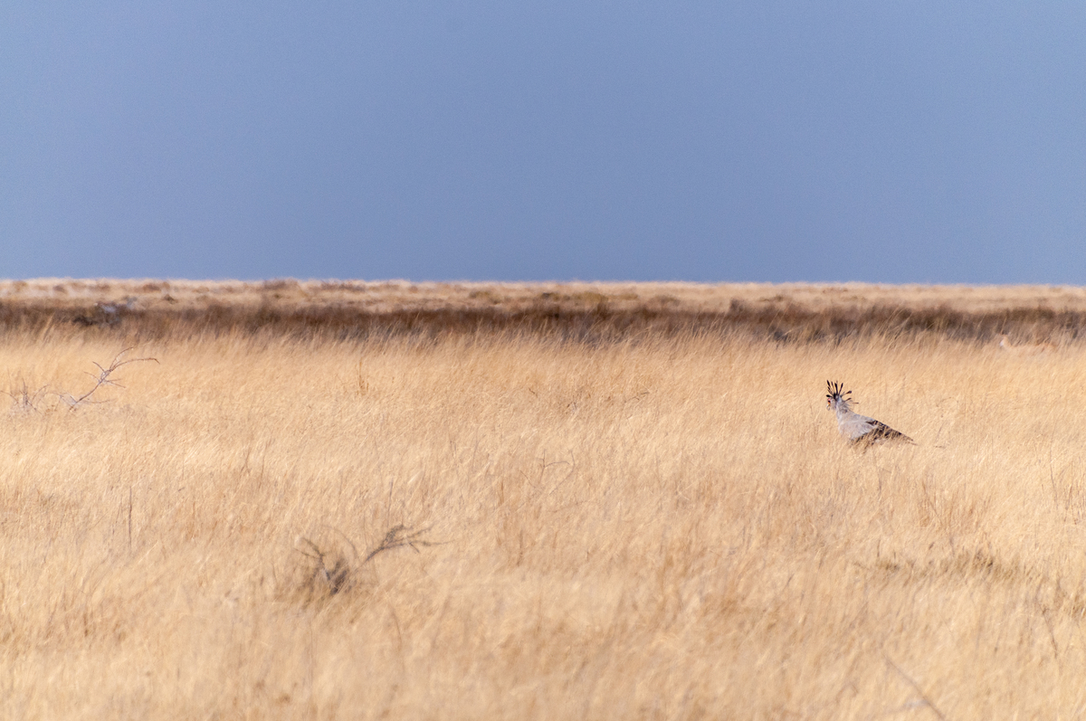 中国秘书历史可以分为哪几个发展时期