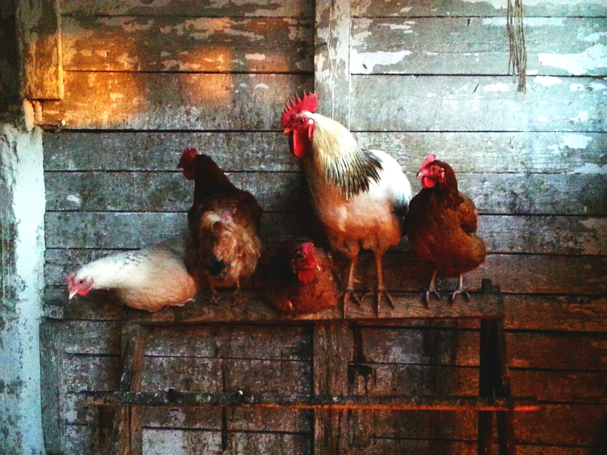 不敢杀鸡怎么办？解决方法和心理疏导