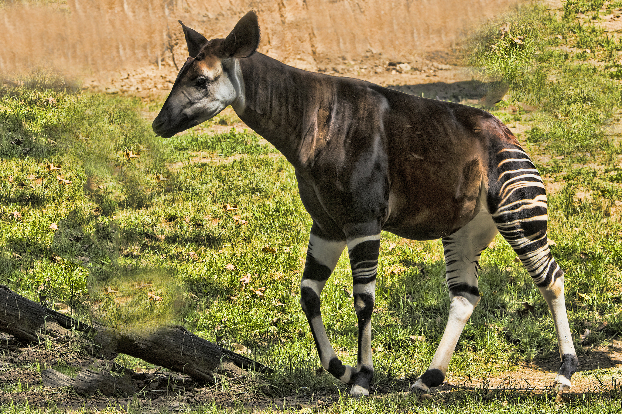 okapi