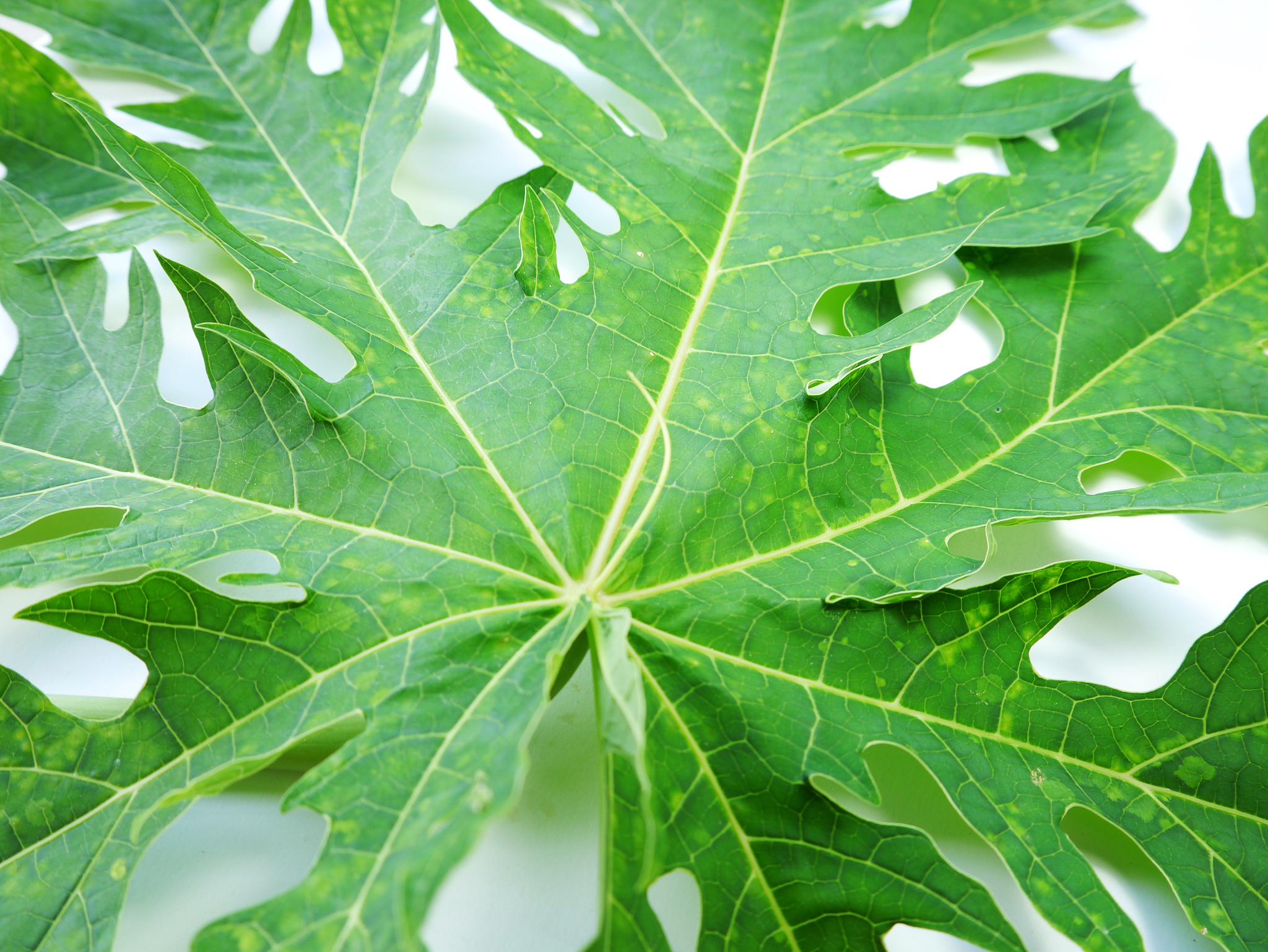 leaf papaya