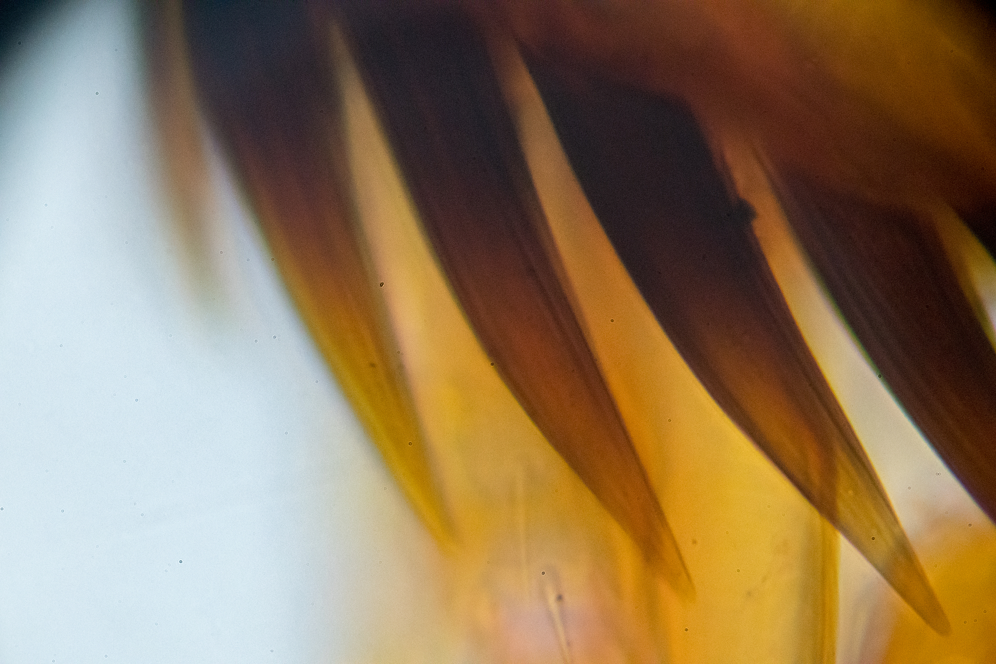 福建农林大学生物科学专业怎么样