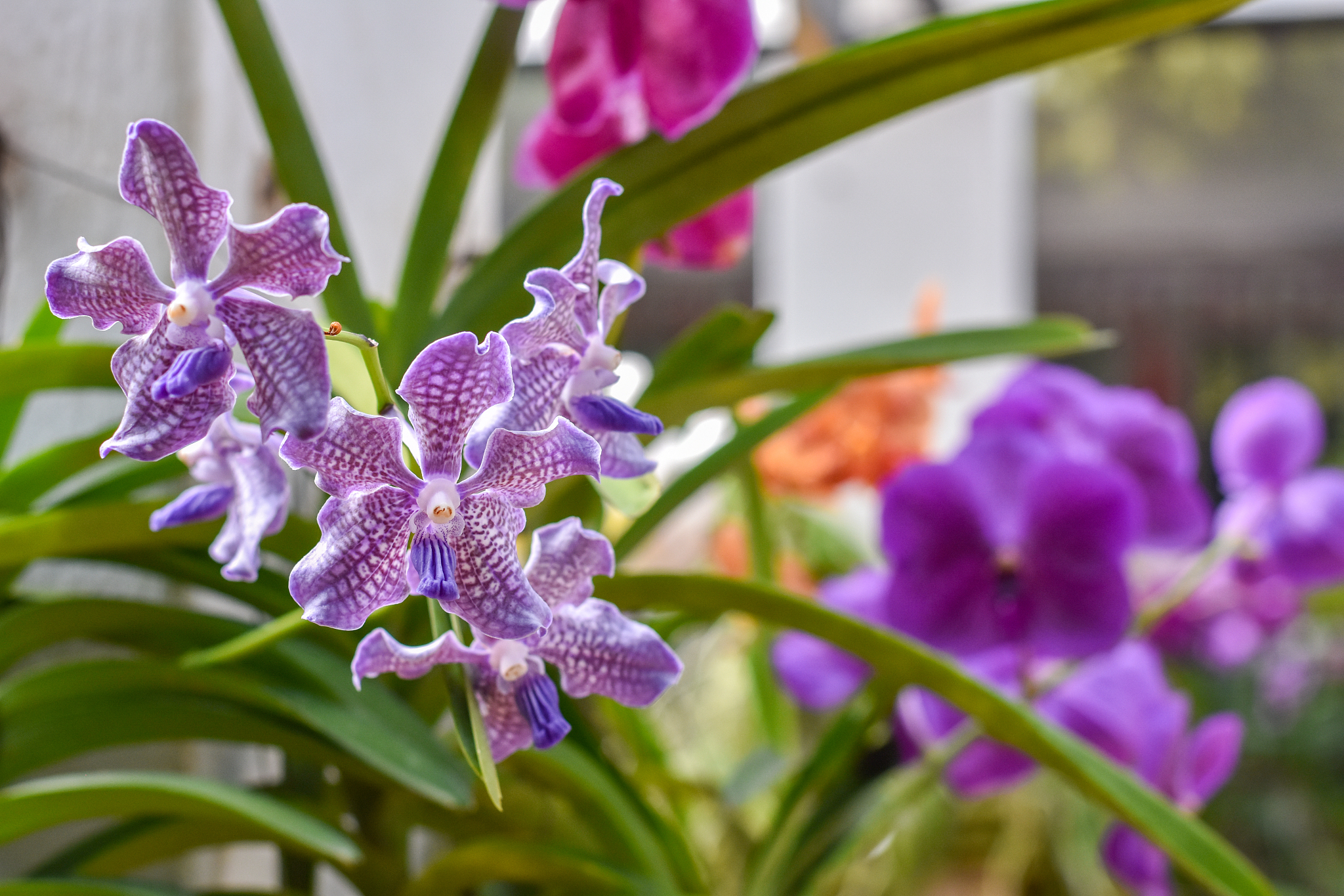 orchids