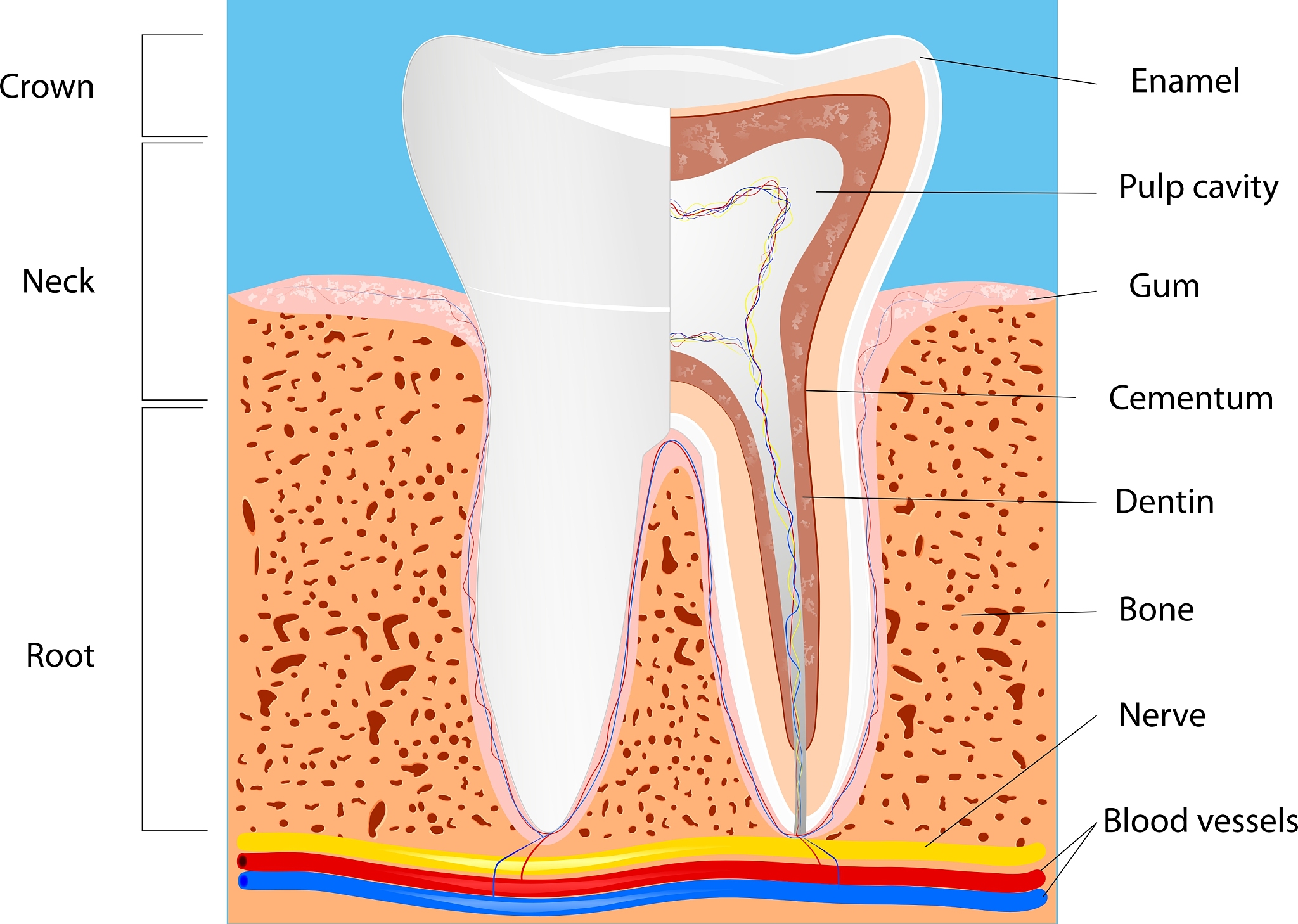 可以翻译The purpose of the present paper is to report a case in which there was osseous repair of an experimentally induced periodontai pocket without new attachment of connective tissue fibers to the roo