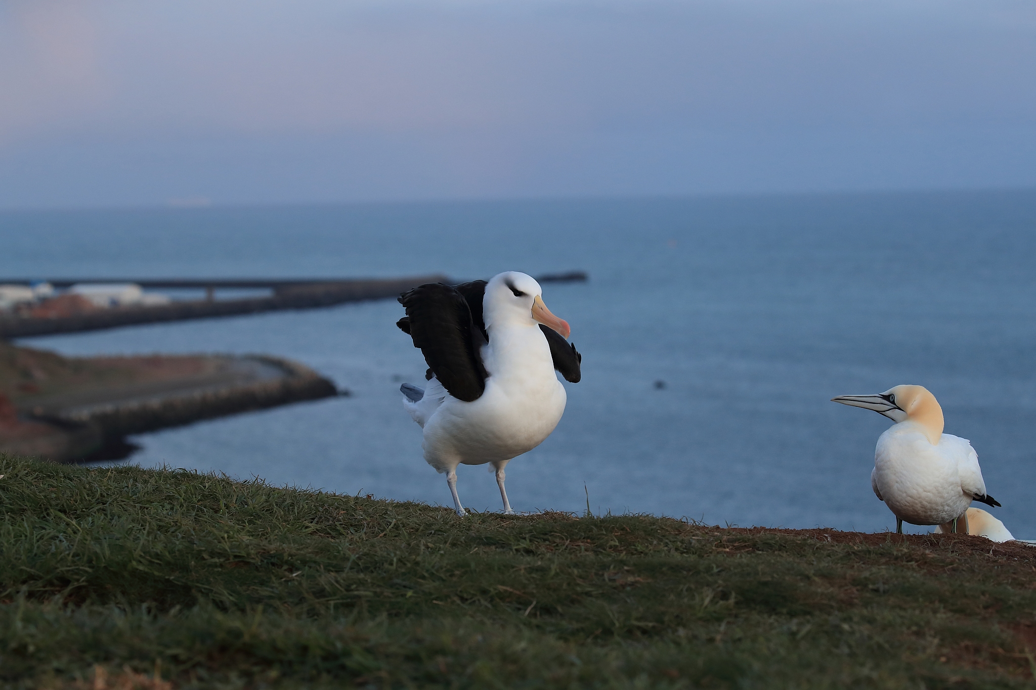 black-browed albatros ( thalassarche melanophris ) or mollymawk 