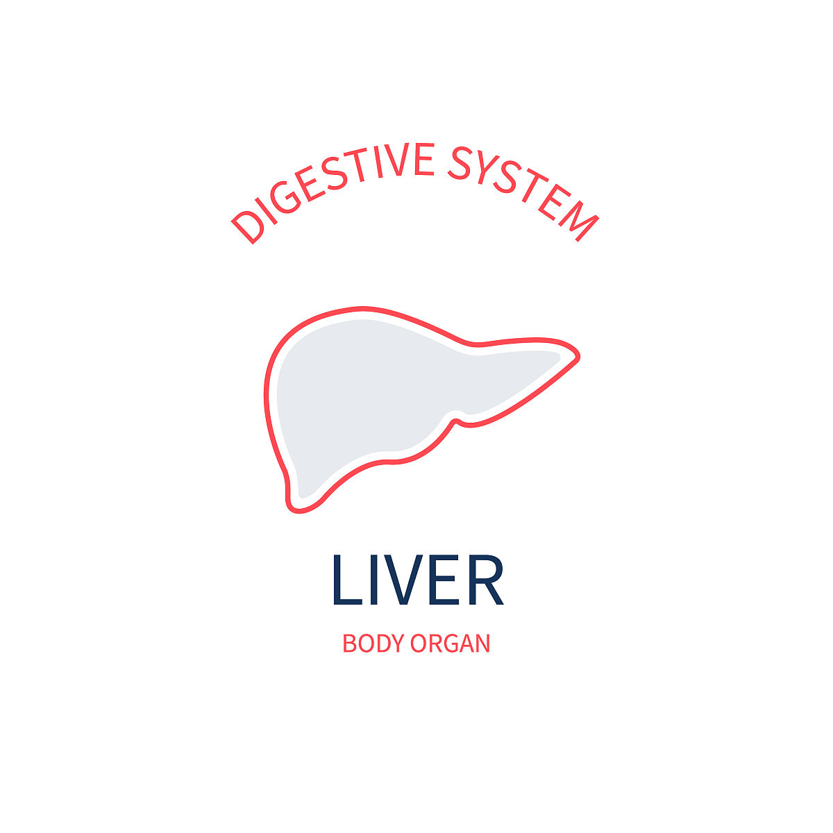 中医肝脏与西医肝脏的区别：功能和理解差异