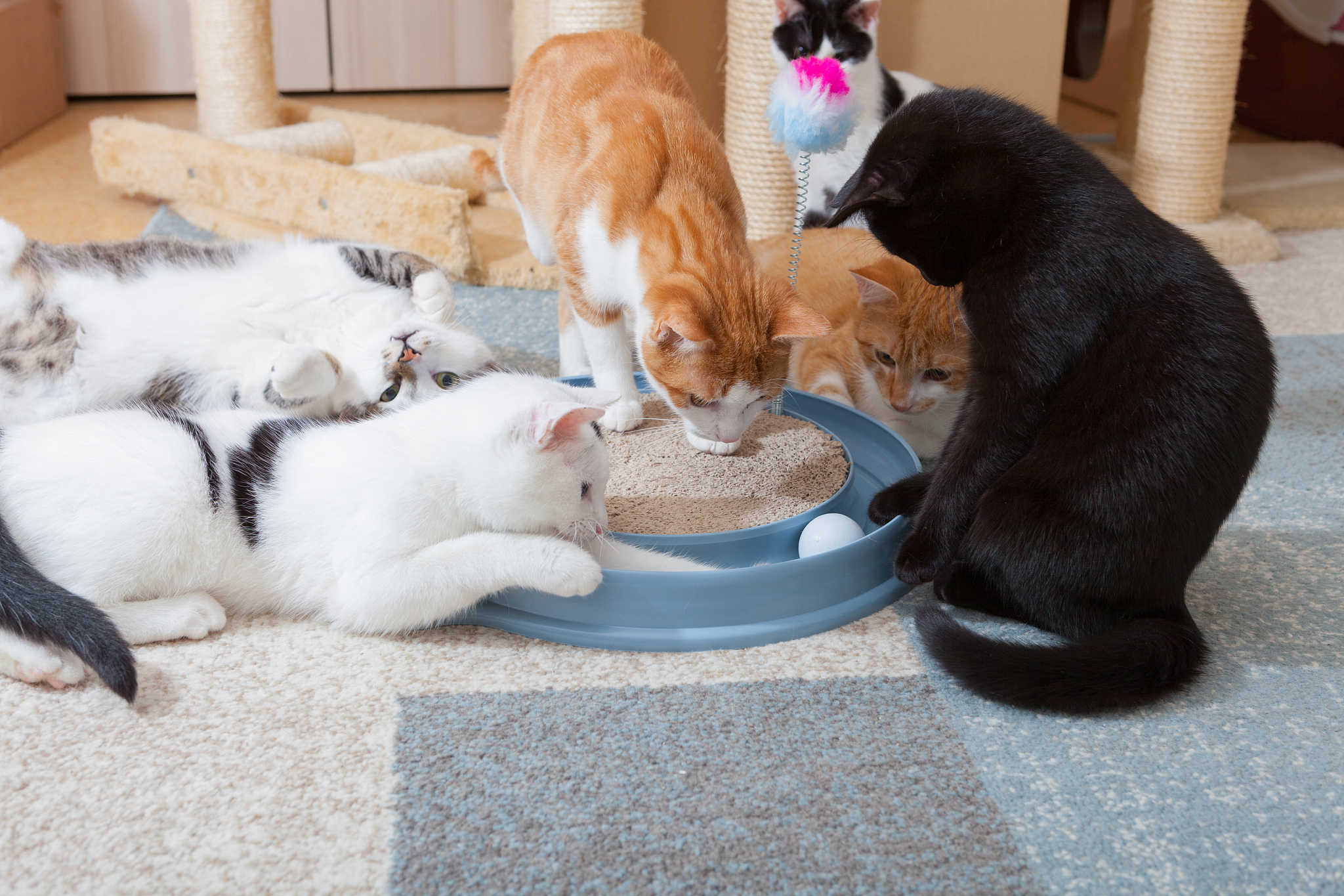 猫咪迷恋毛巾？铲屎官这样做，轻松解决！