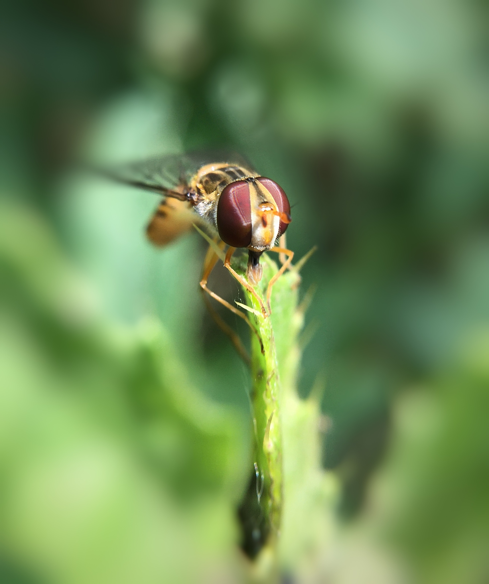 生物防治害虫案例：苍蝇、病虫害、蚜虫控制方法