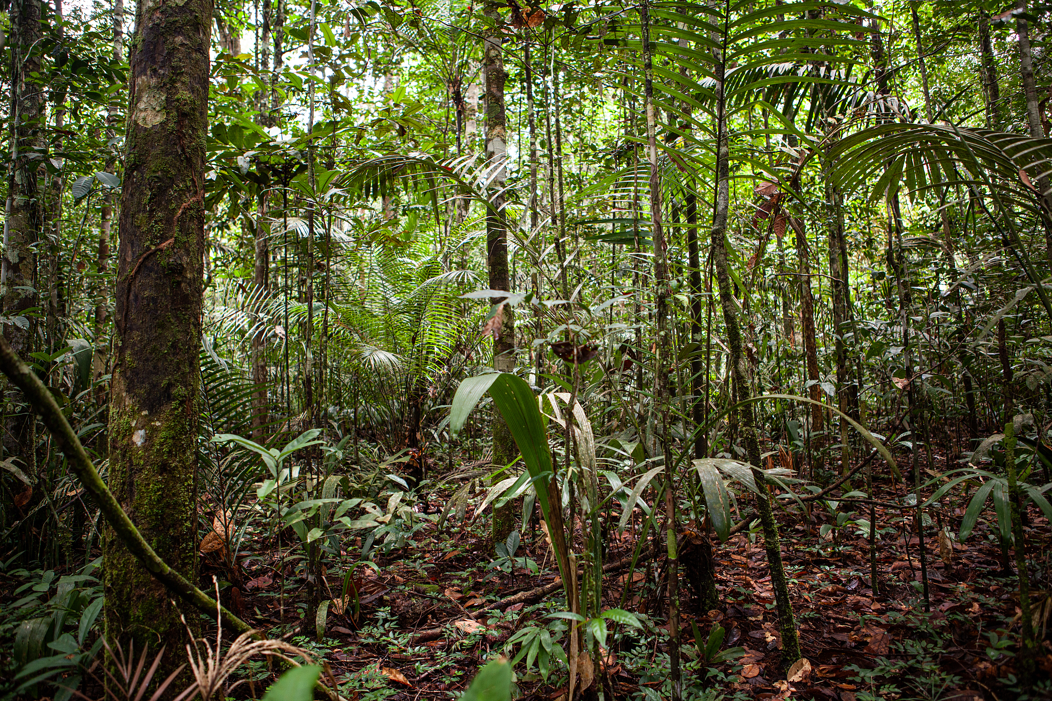 亚马逊雨林分层结构详解：从树冠到地面层
