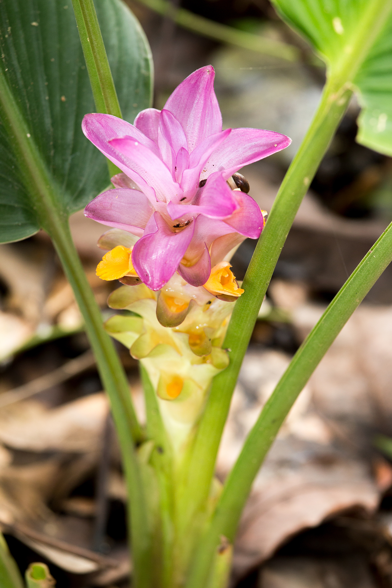 krachai flower