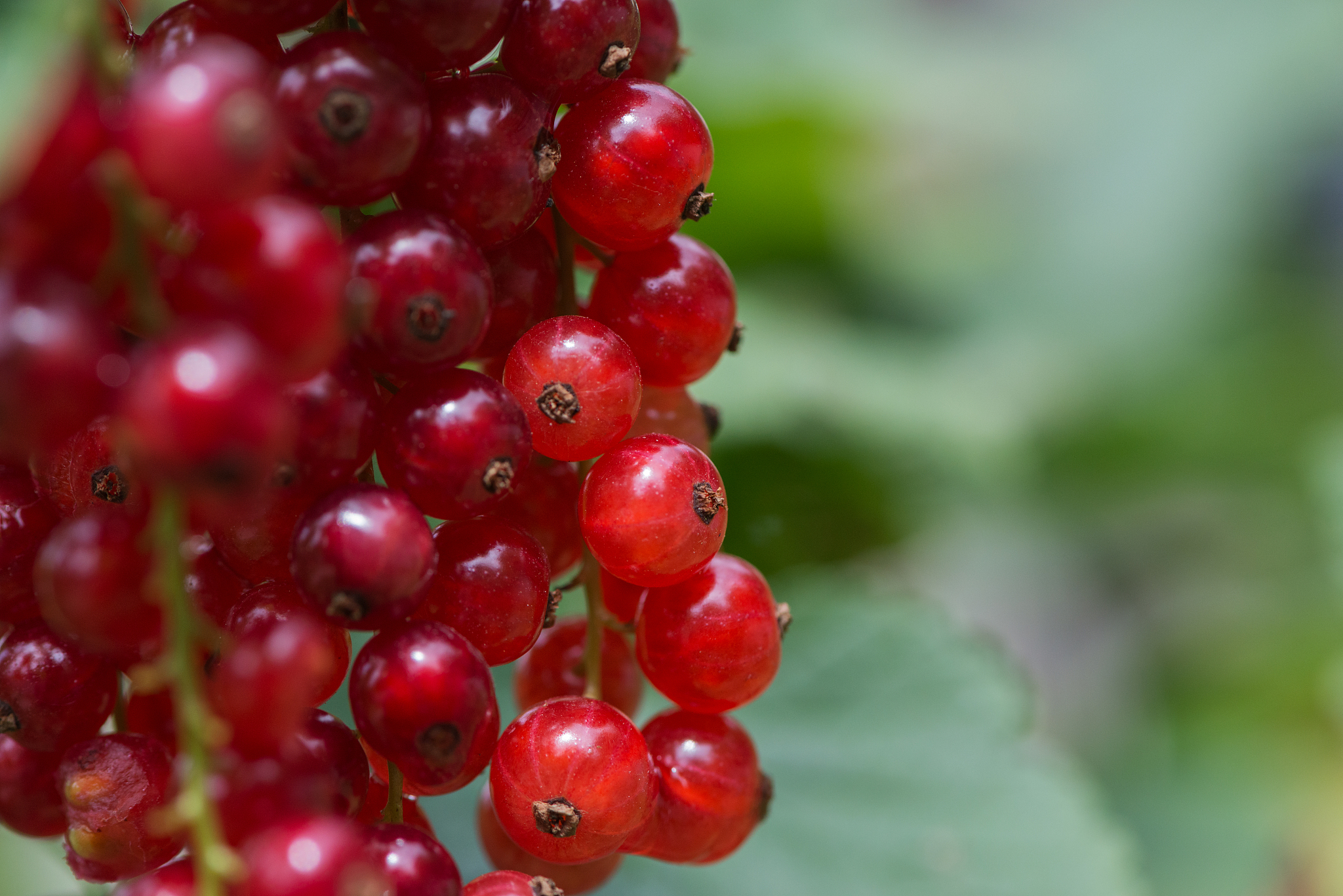 rote johannisbeere