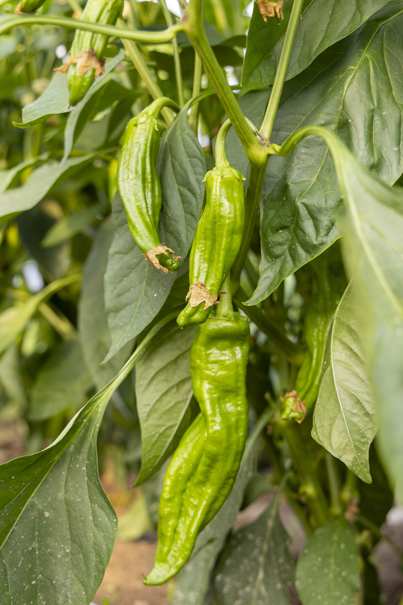 辣椒的卷叶有哪些原因