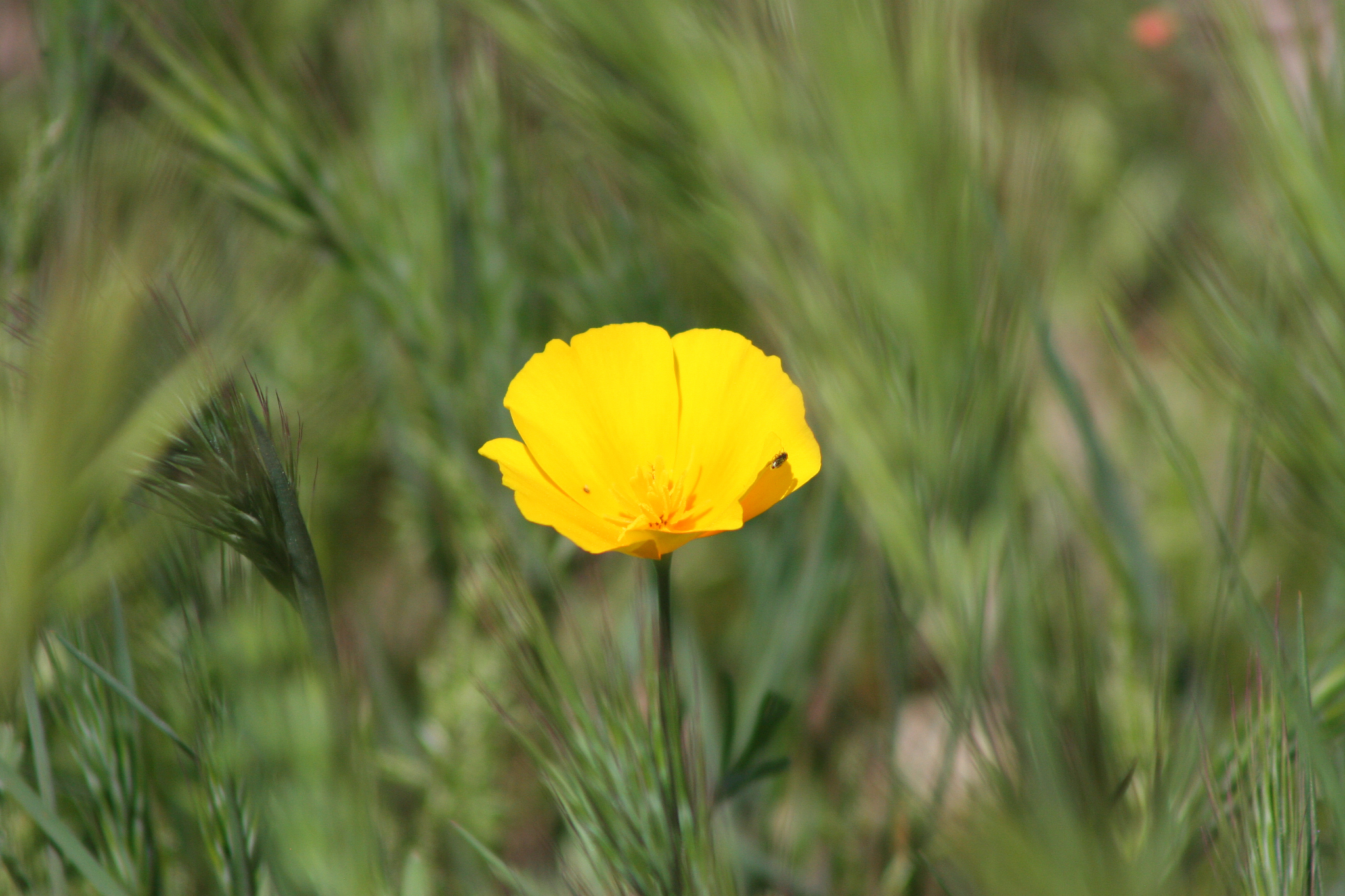 yellow poppy in spring in a sea of green