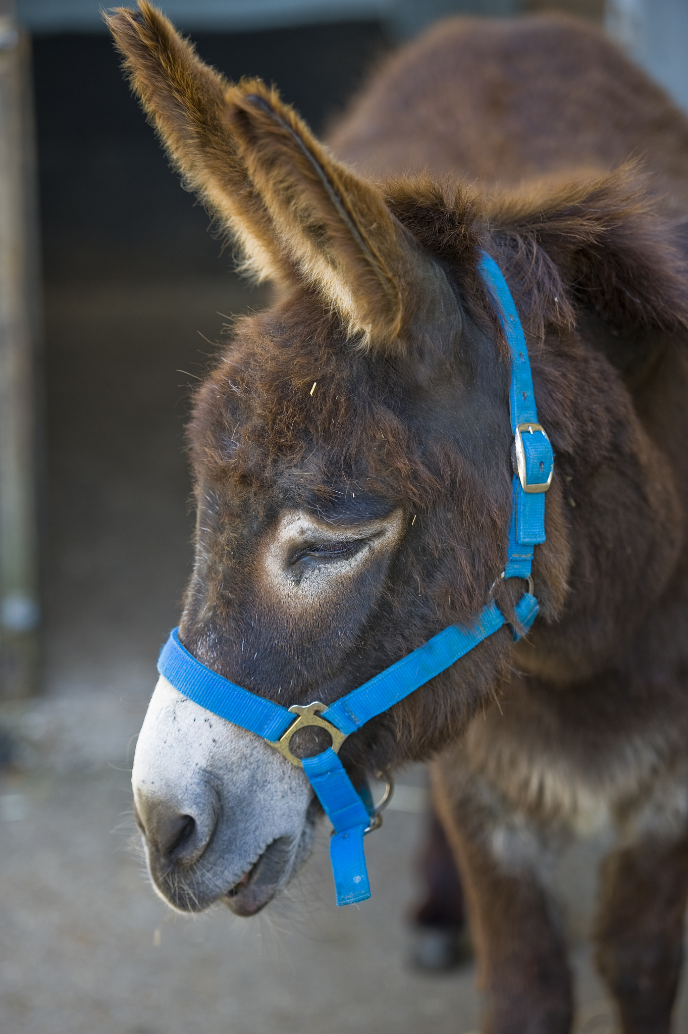 donkey