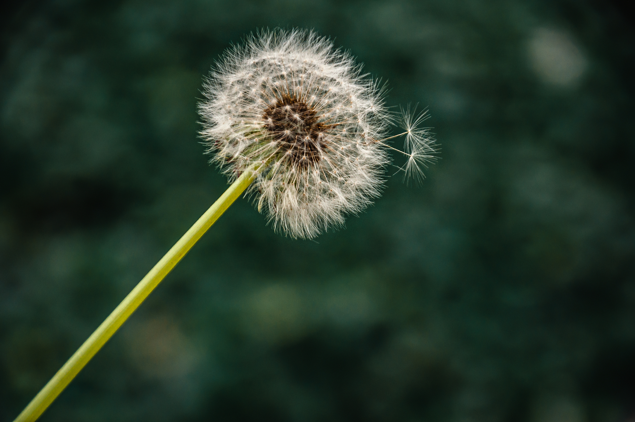 蒲公英：生命奇迹的使者 | 一首关于希望与坚韧的现代诗