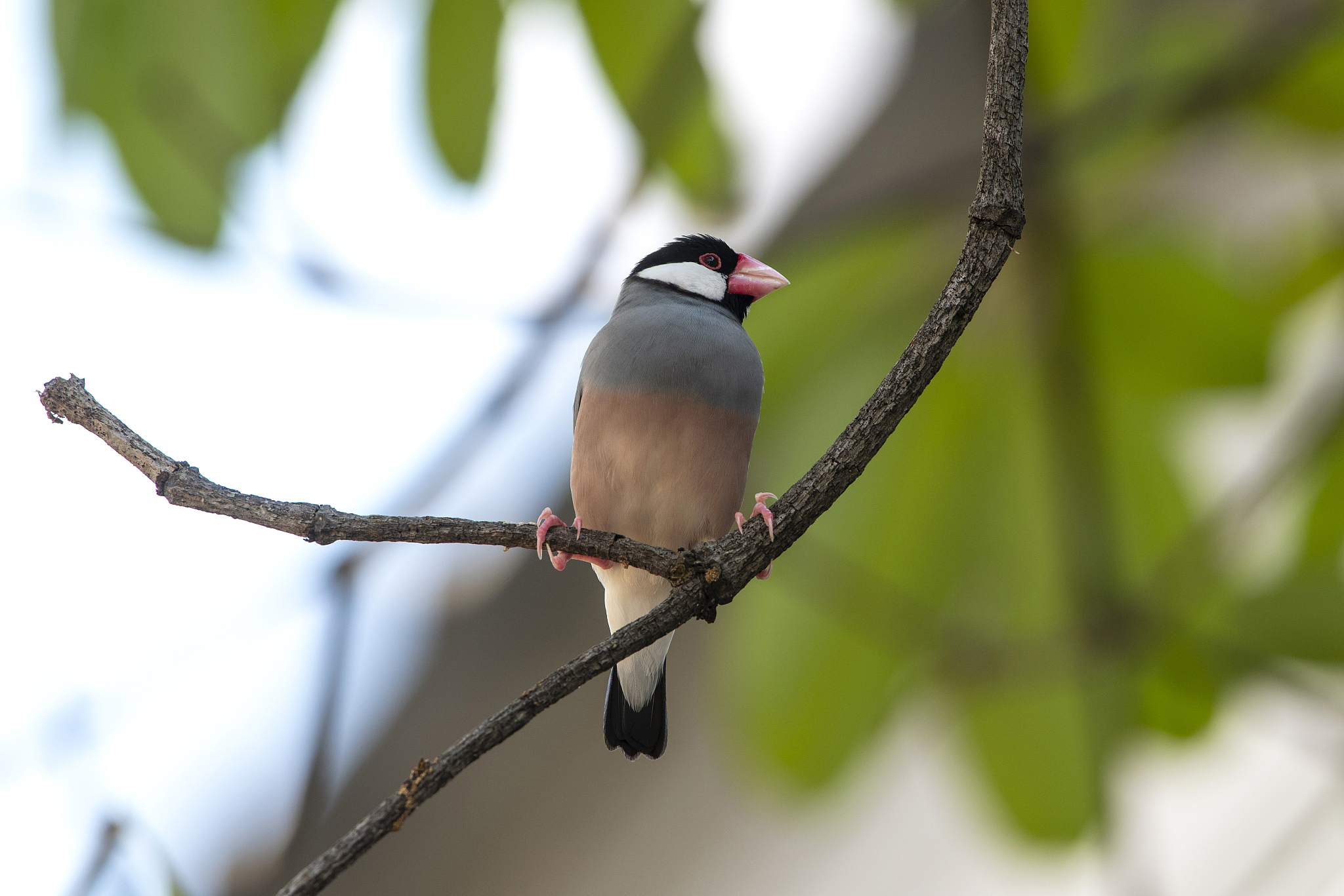 Java 计算工资涨幅：根据基本工资计算增加后的薪资