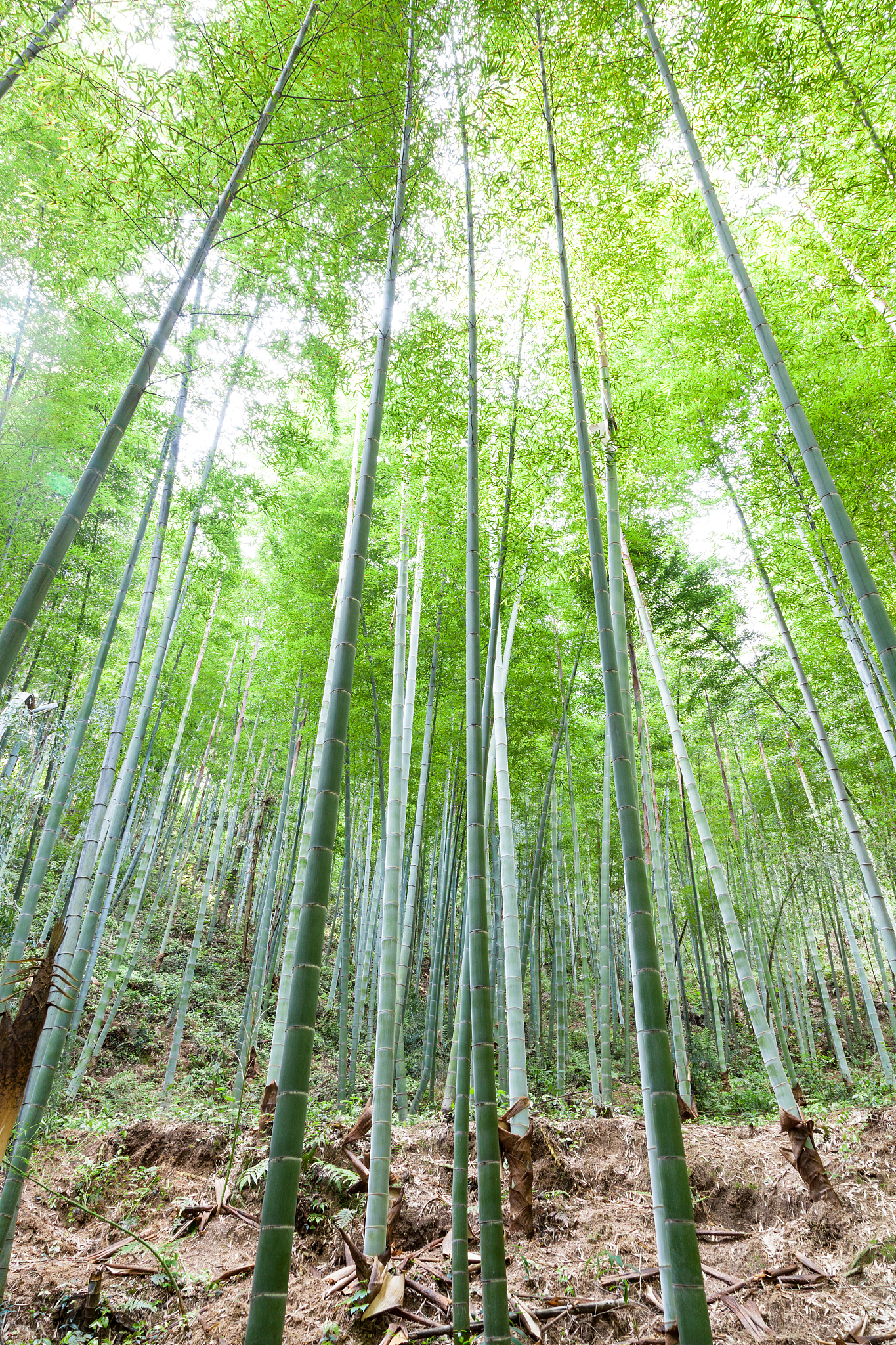 bamboo forest