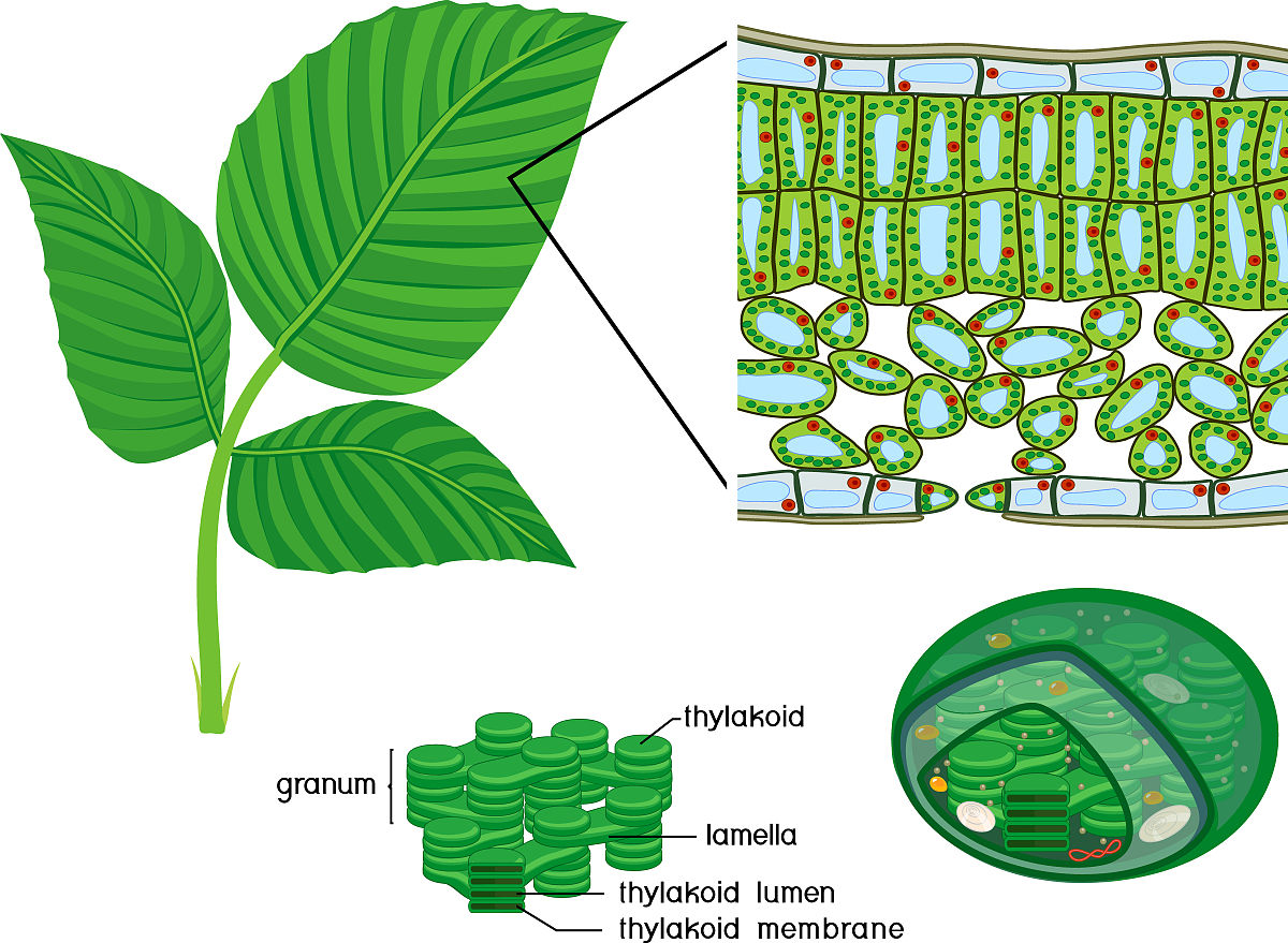 PHYTOCHEMISTRY 期刊：植物化学研究的领先平台