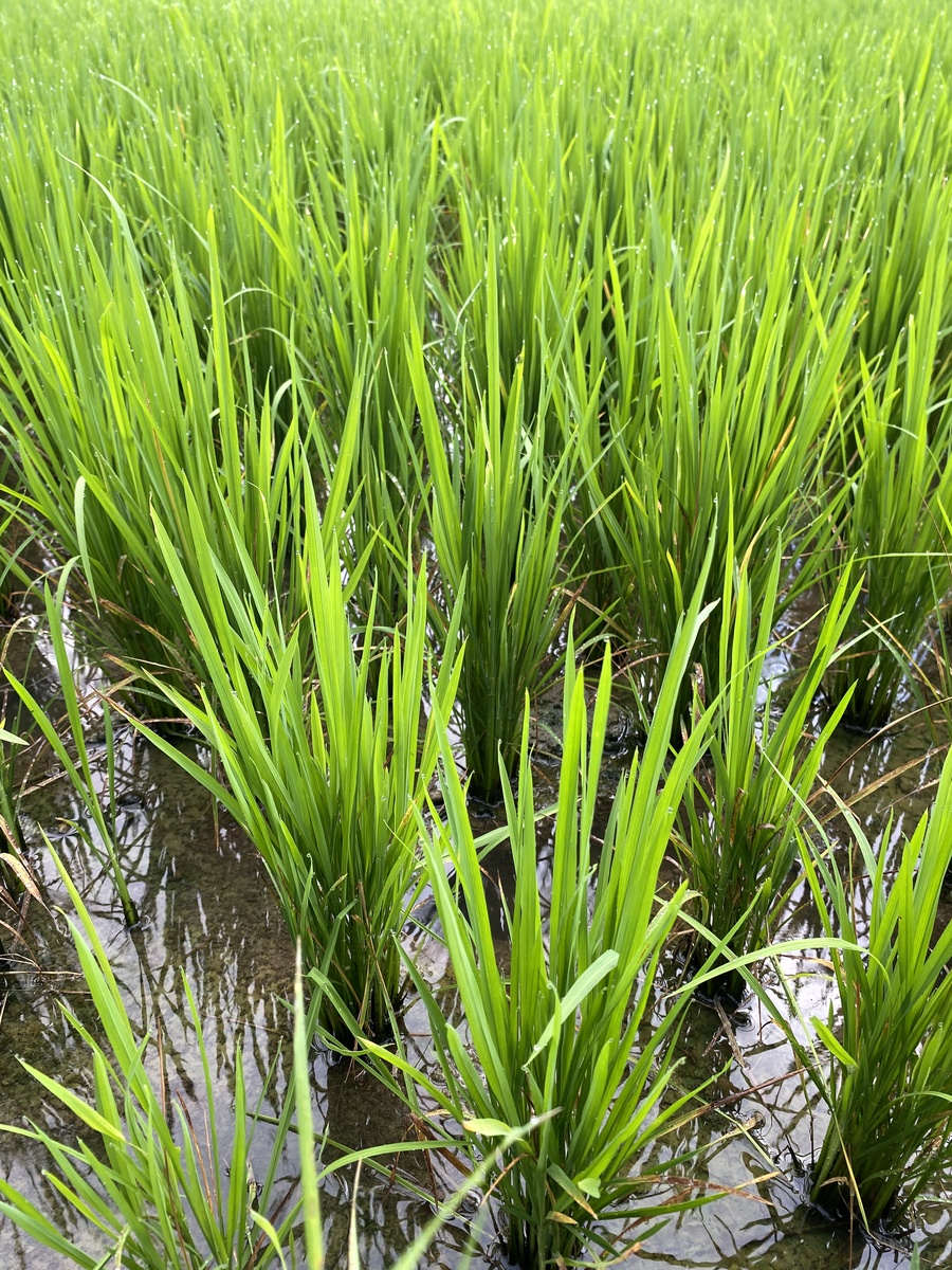 野生稻：物种特征、保护意义及重要性