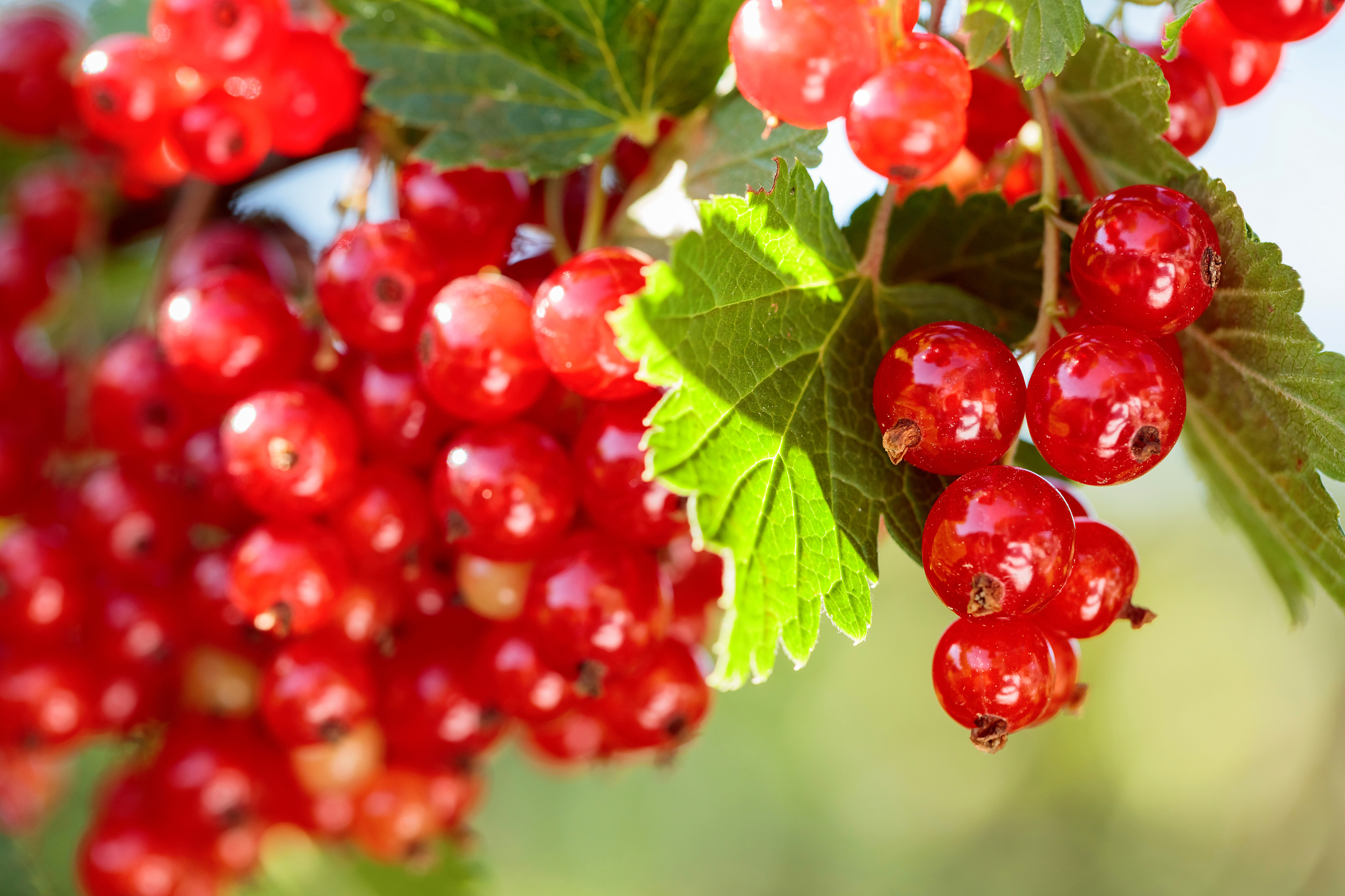 redcurrants on the bush branch in the garden.