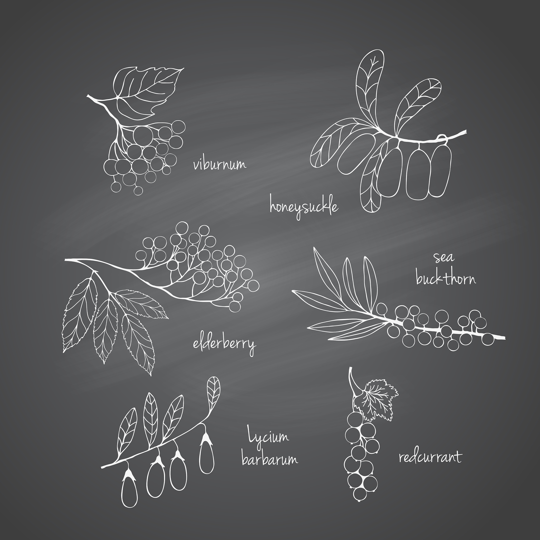 模拟植物生长规律的反应扩散模型方程和公式