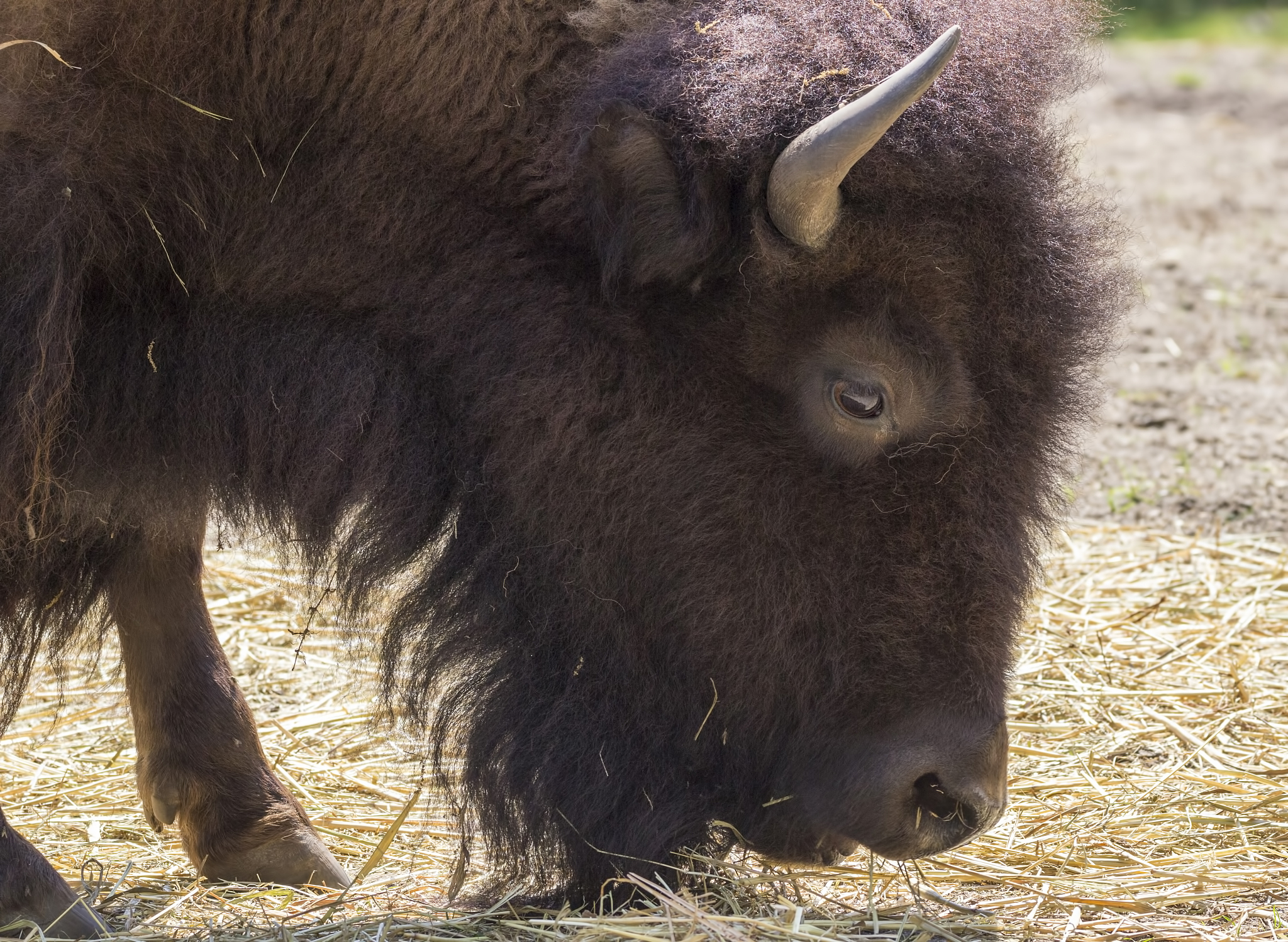 american bison