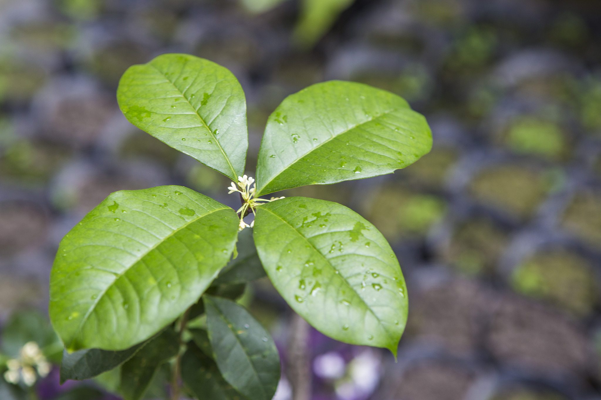 桂花植物