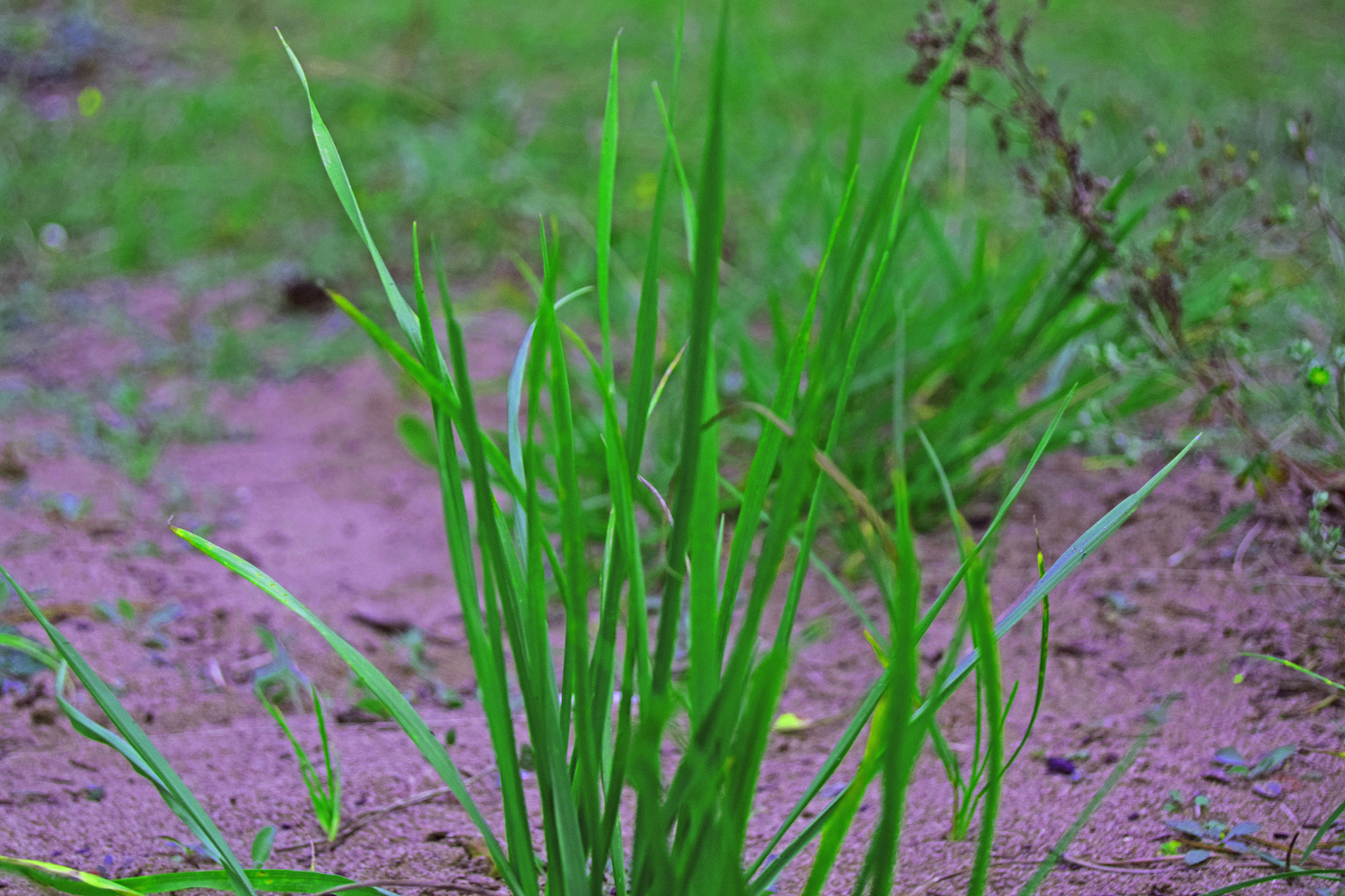 plant