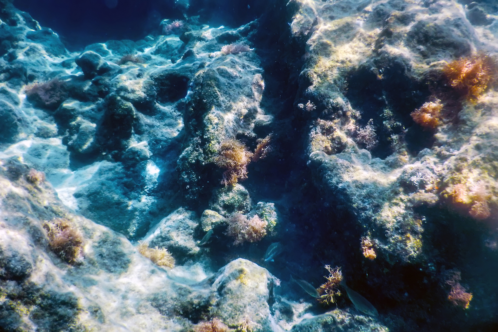 under the sea, underwater scene sunlight, fish underwater life.