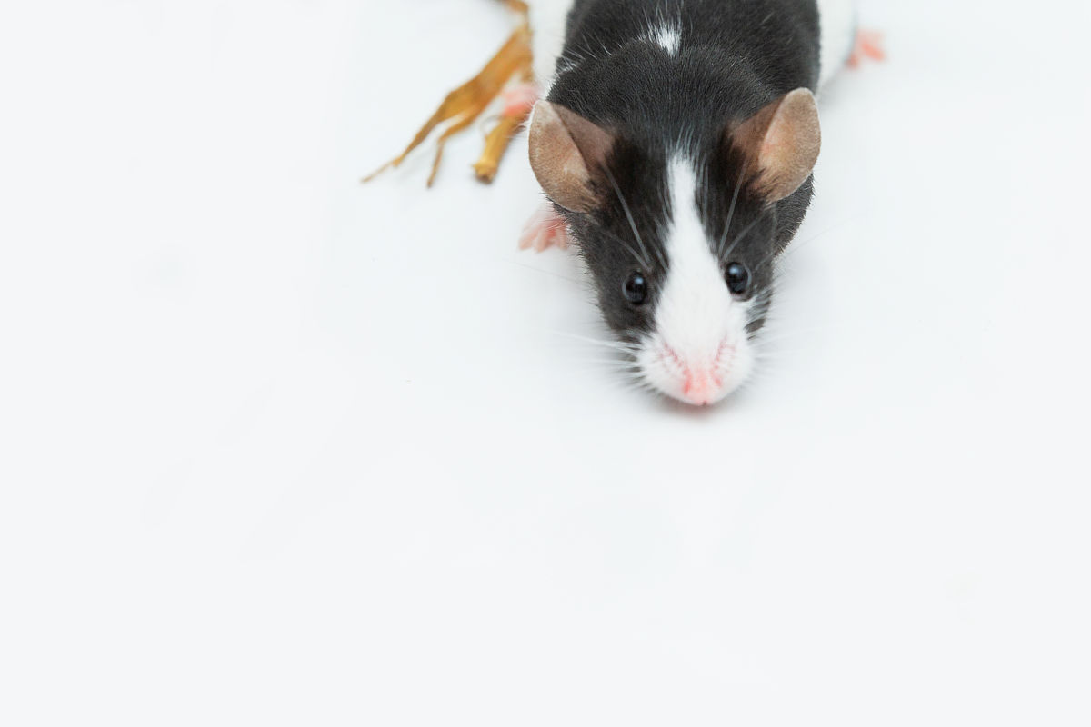 红河高中毕业生能上中专学校吗？解读升学选择