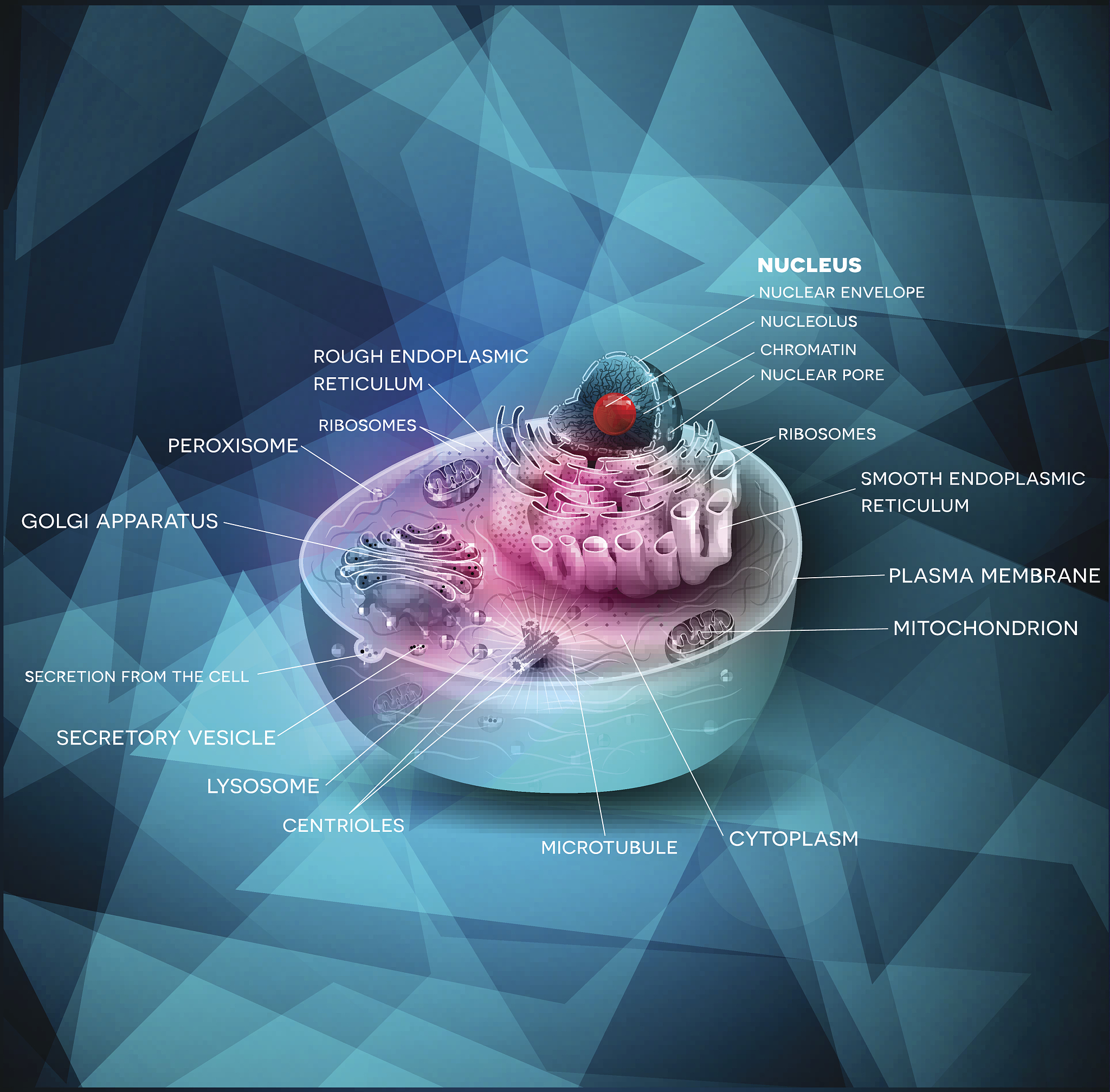 H3 T11磷酸化是否普遍存在