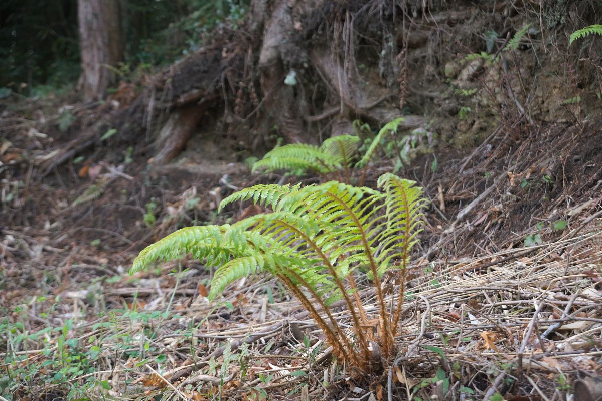 韶关森林公园 蕨菜采摘攻略：时间、地点、注意事项