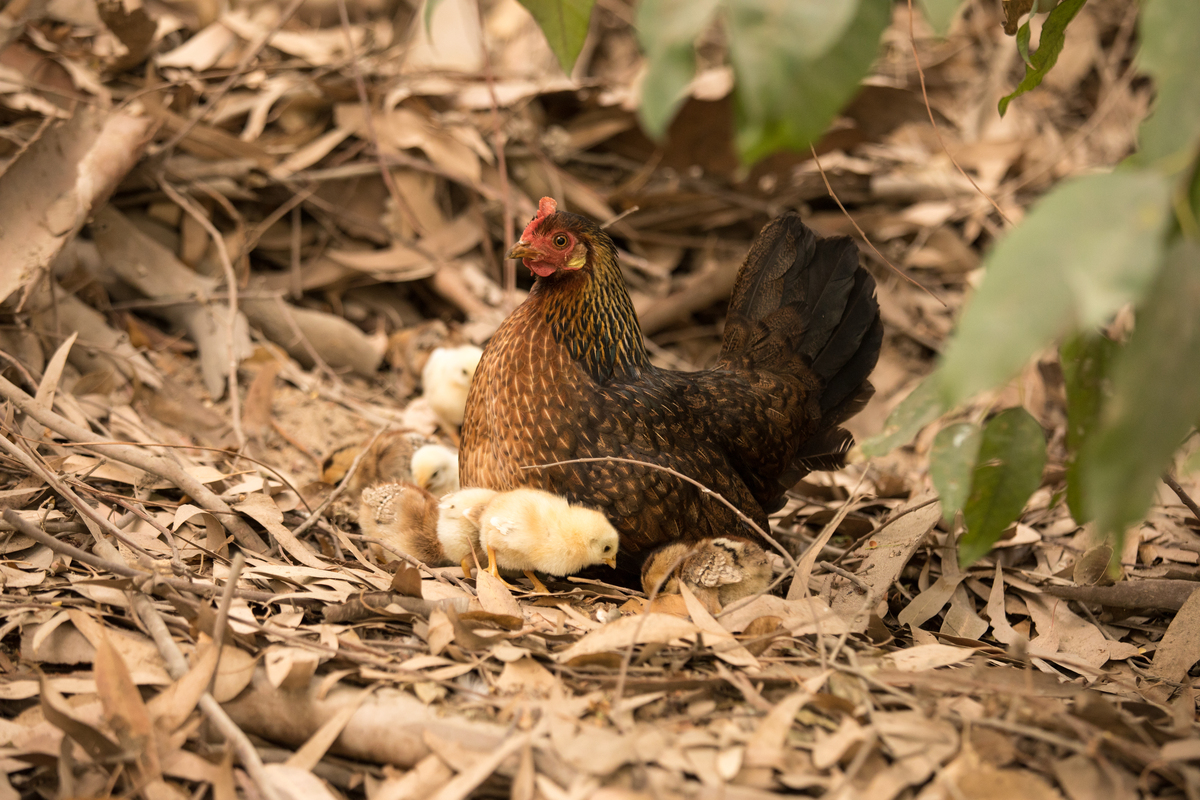 抖音 '么么鸡' 梗的由来：可爱萌趣的小鸡叫声