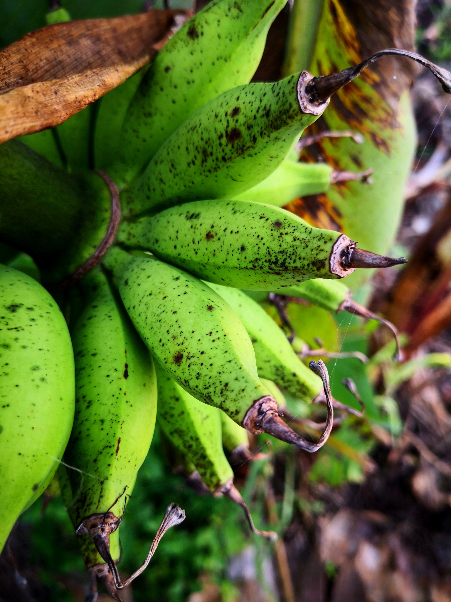 中国与东南亚水果贸易比较优势：地理、品种、成本、品质、技术