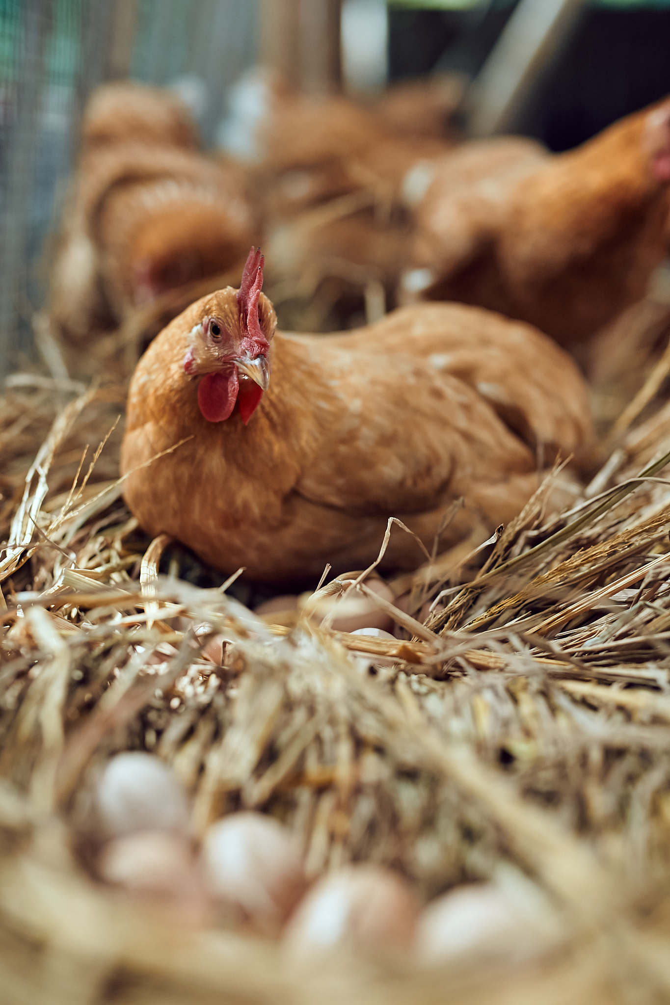 以标题为《小鸡模拟器》写一篇原创文章