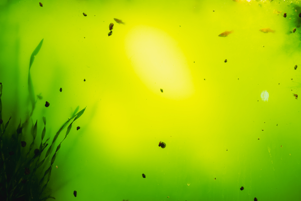 帮我写一个关于生物研究植物的论文