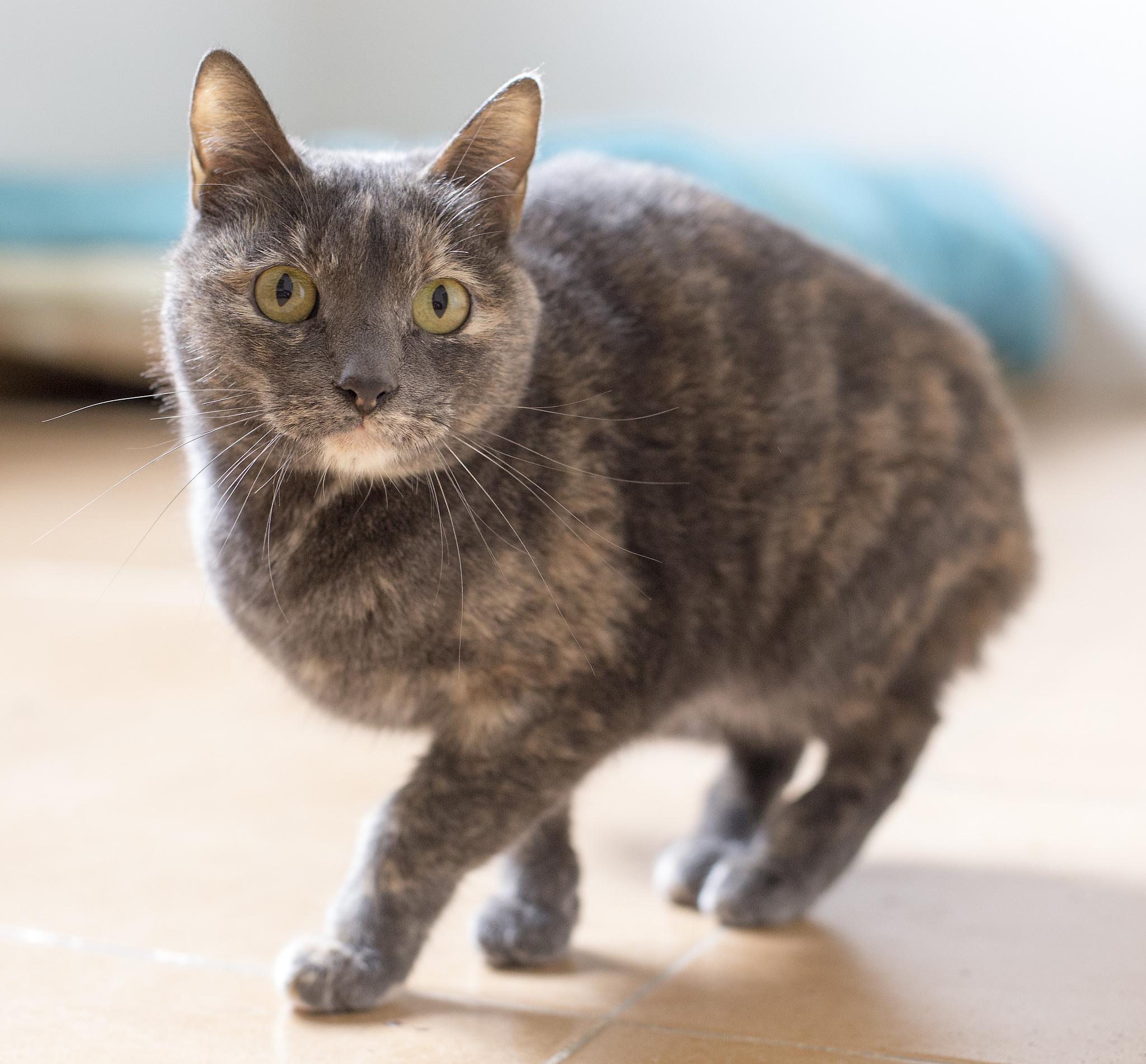 write poem about cat raised in cage