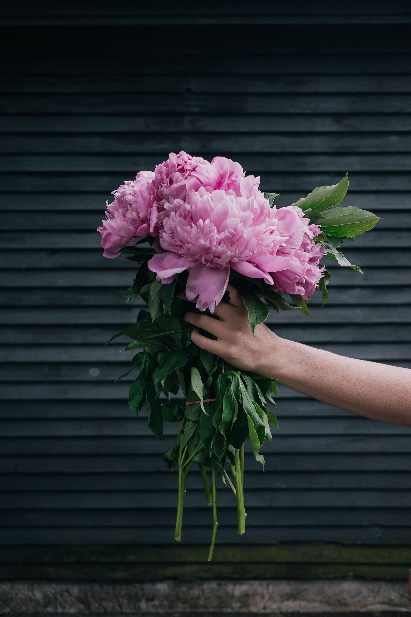 写一份卖绿植牡丹花的直播话术
