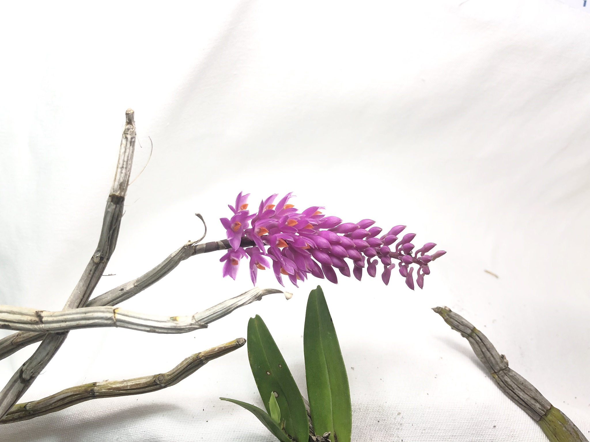 pink dendrobium secundum.