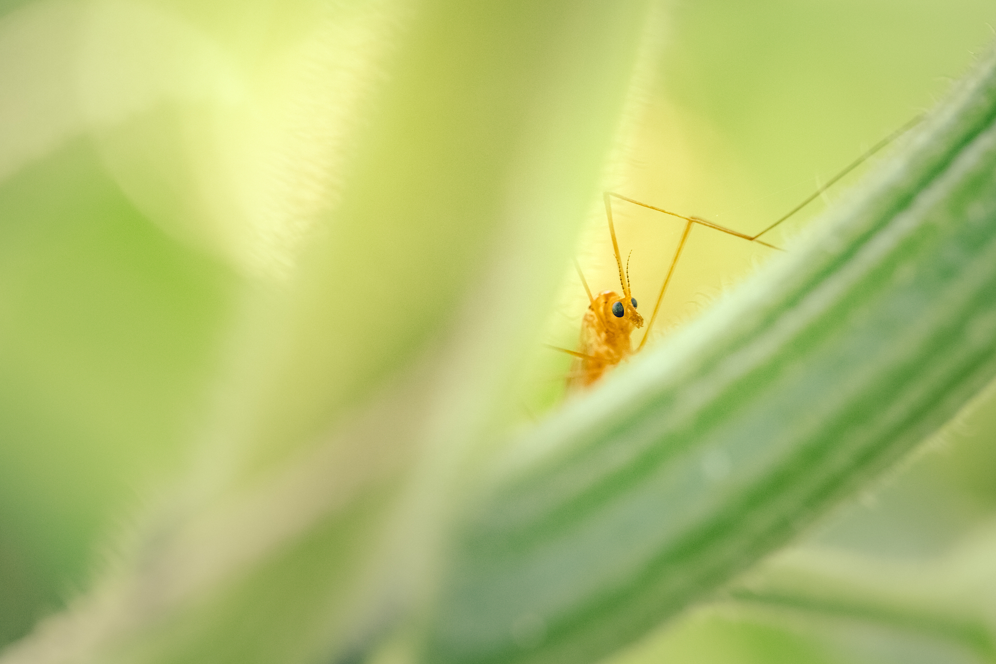nature background - long legged insect peeking from plants
