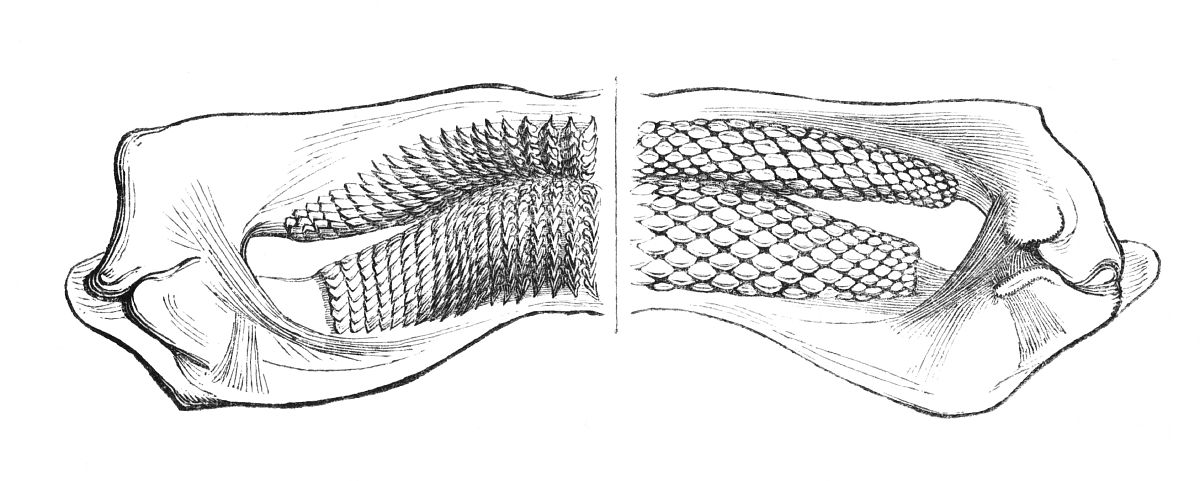 口腔医学专业都学什么？