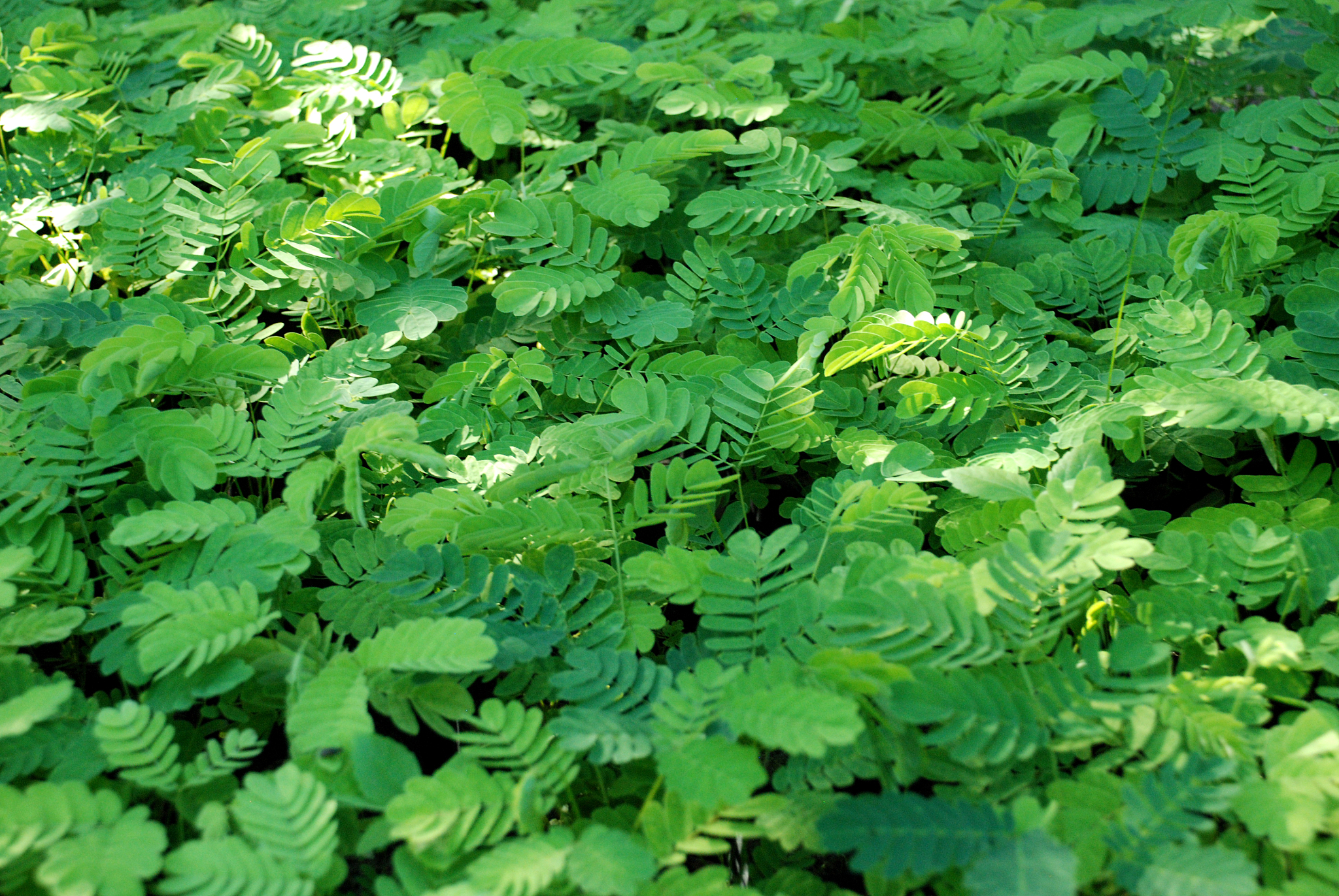 green leaves texture background for green design.