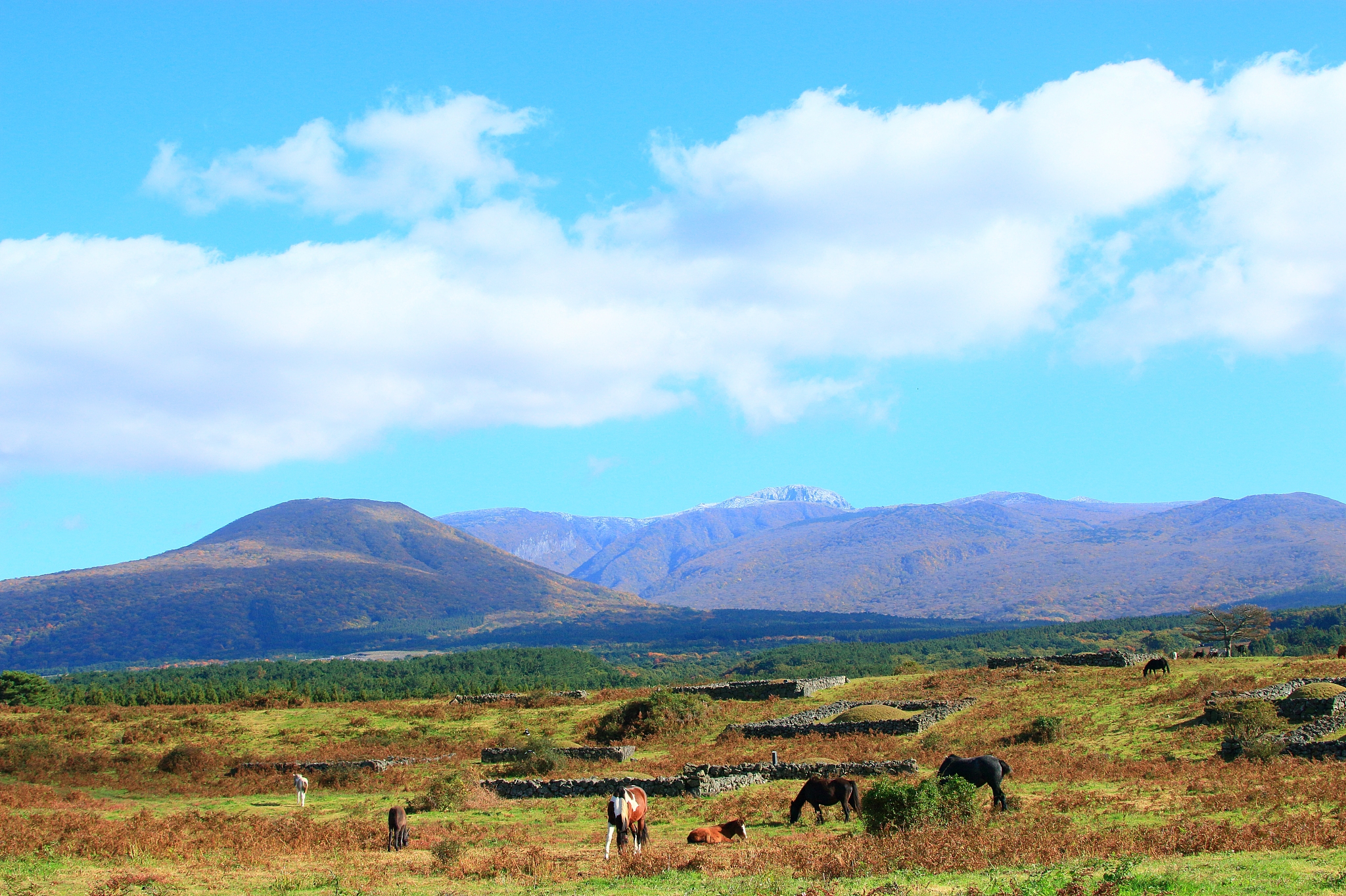 horse pasture, ranch, hallasan,