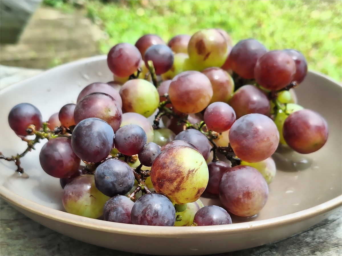 葡萄是不是提子 葡萄跟提子有区别吗