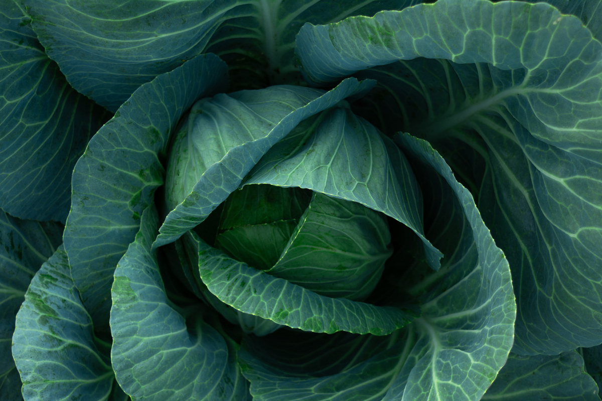 新兴热门专业——有机农业用发