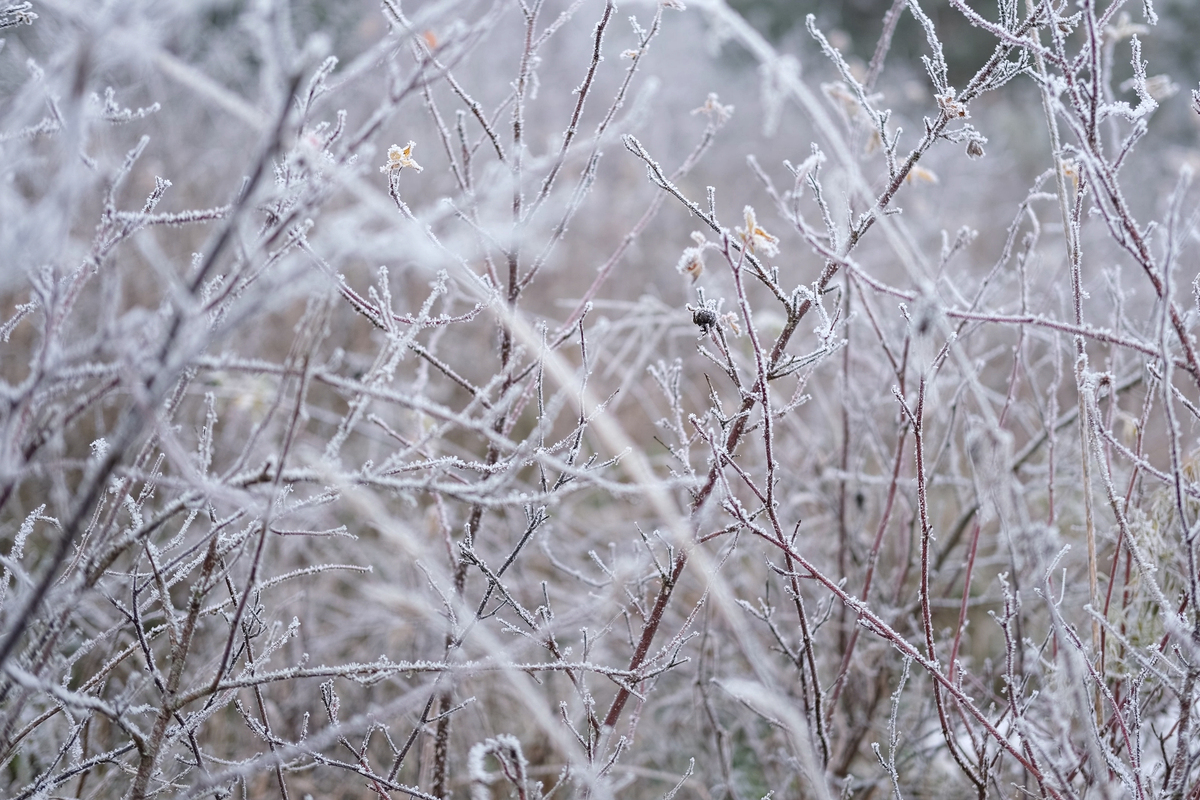 春季霜冻持续两天 | 翻译