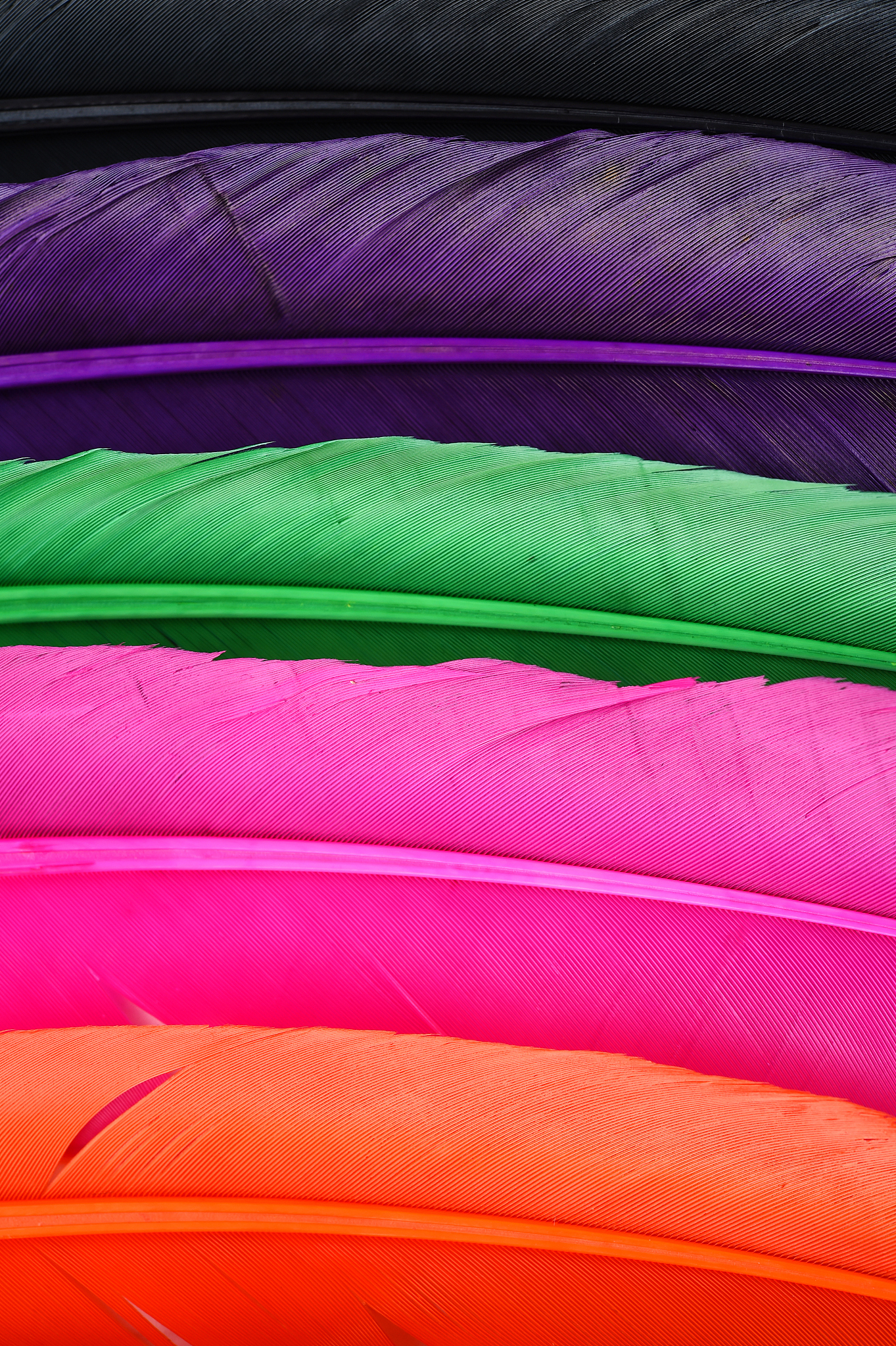 beautiful colorful feather