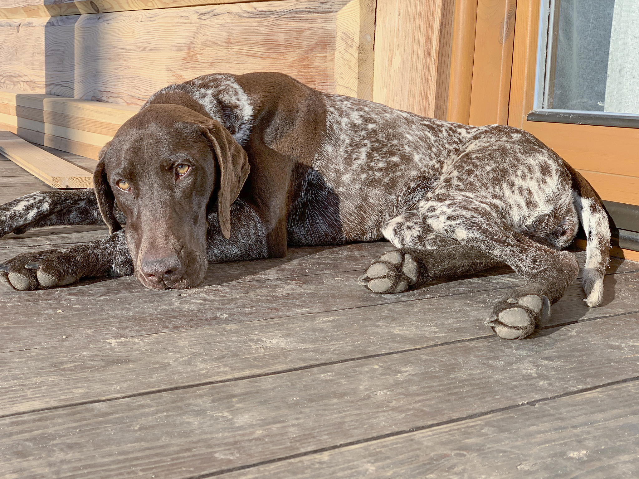 狗是否可以选择生死：
- 讨论：关于狗的安乐死和保护问题，是否应该给予狗自主选择的权利。
- 观点：有人认为应该尊重狗的生命和权利，不应该随意扼杀；有人认为应该根据狗的痛苦和健康状况做出合理决策。按这种格式给出以下话题（两分钟以内英语topic）的中文提纲：【朋友圈；mooc.e-learning；喝奶茶；狗是否可以选择生死；有人安逸有人冒险；国际化旅游的利弊；旅游热的好坏；电脑的利弊；社交媒体的利弊；人与动物之间的生存空间有冲突吗；广告的好坏；阿姆斯特丹人类一小步；领导者能力；大学生村官】
